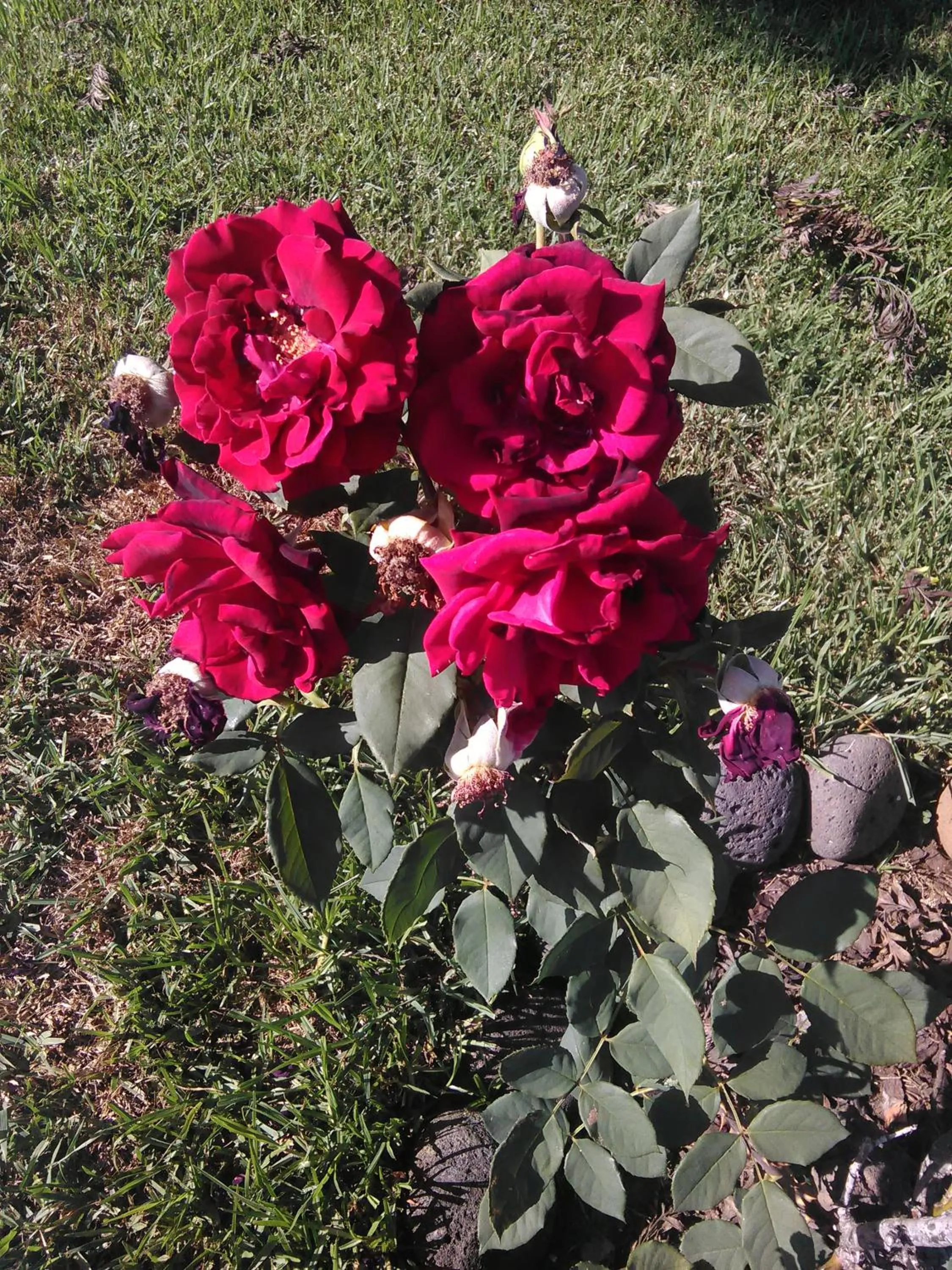 Garden in Casa da Ribeira