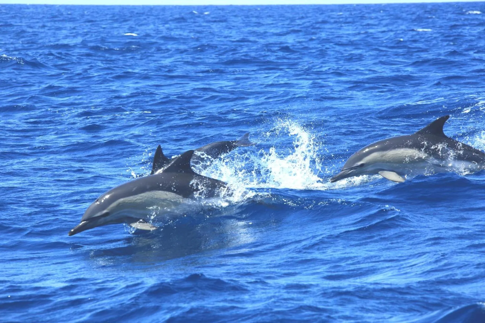 Sea view in Casa da Ribeira