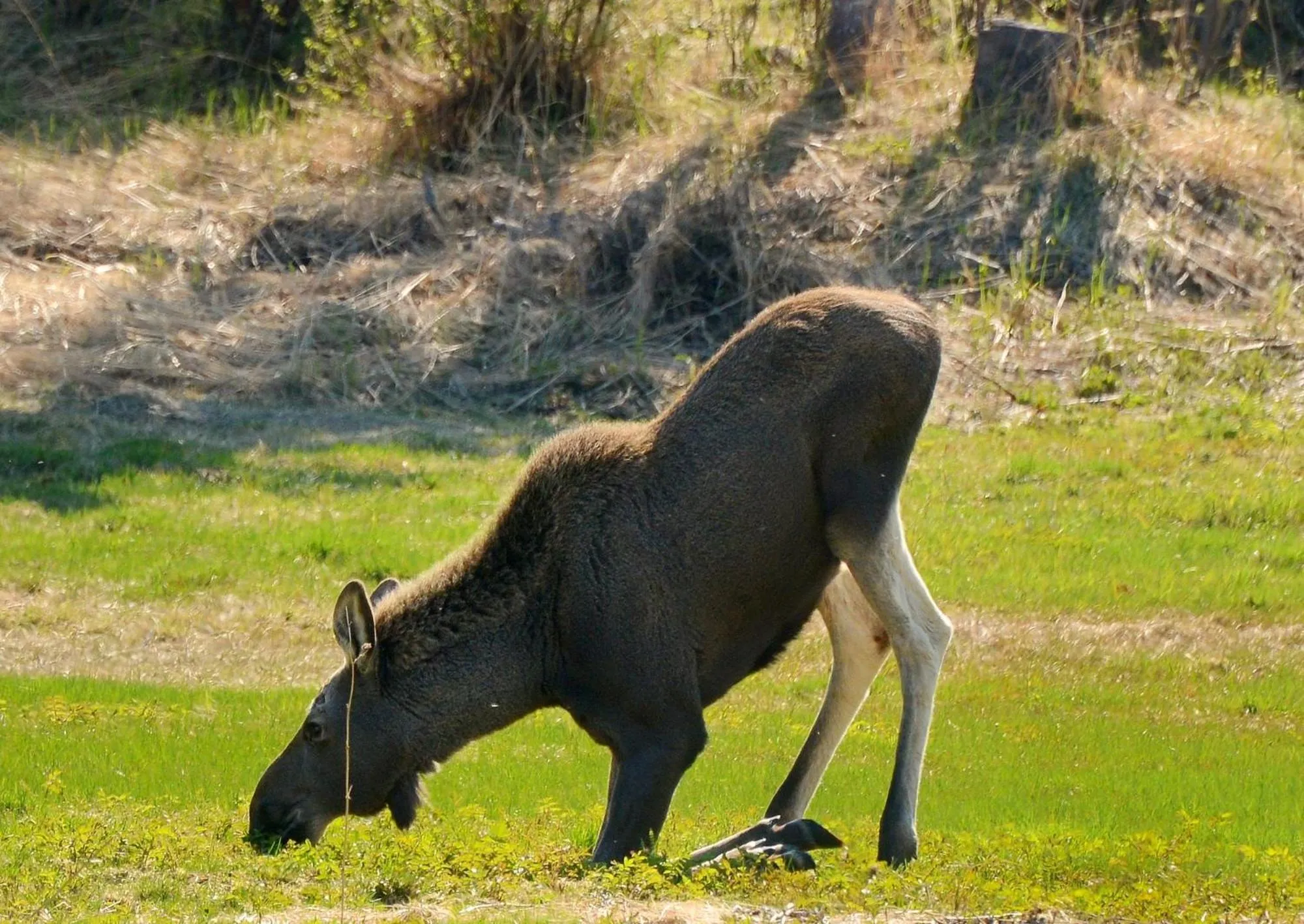Animals in Senja Fjordhotell and Apartments