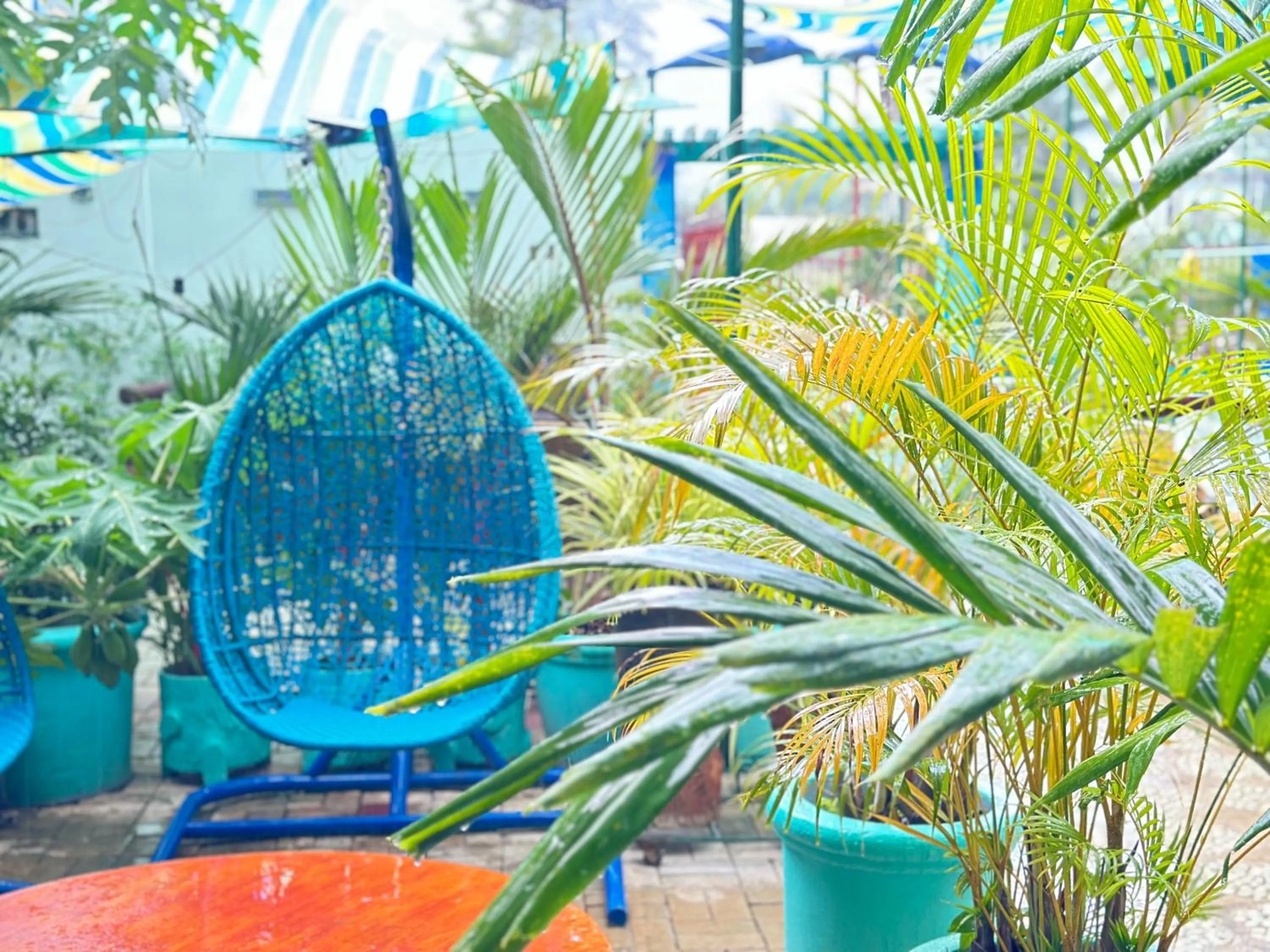 Garden in Aquarius - Port Barton
