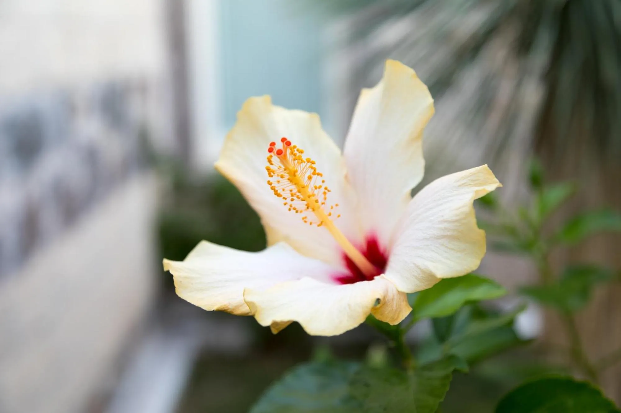 Garden view in Hotel Maison Tresnuraghes