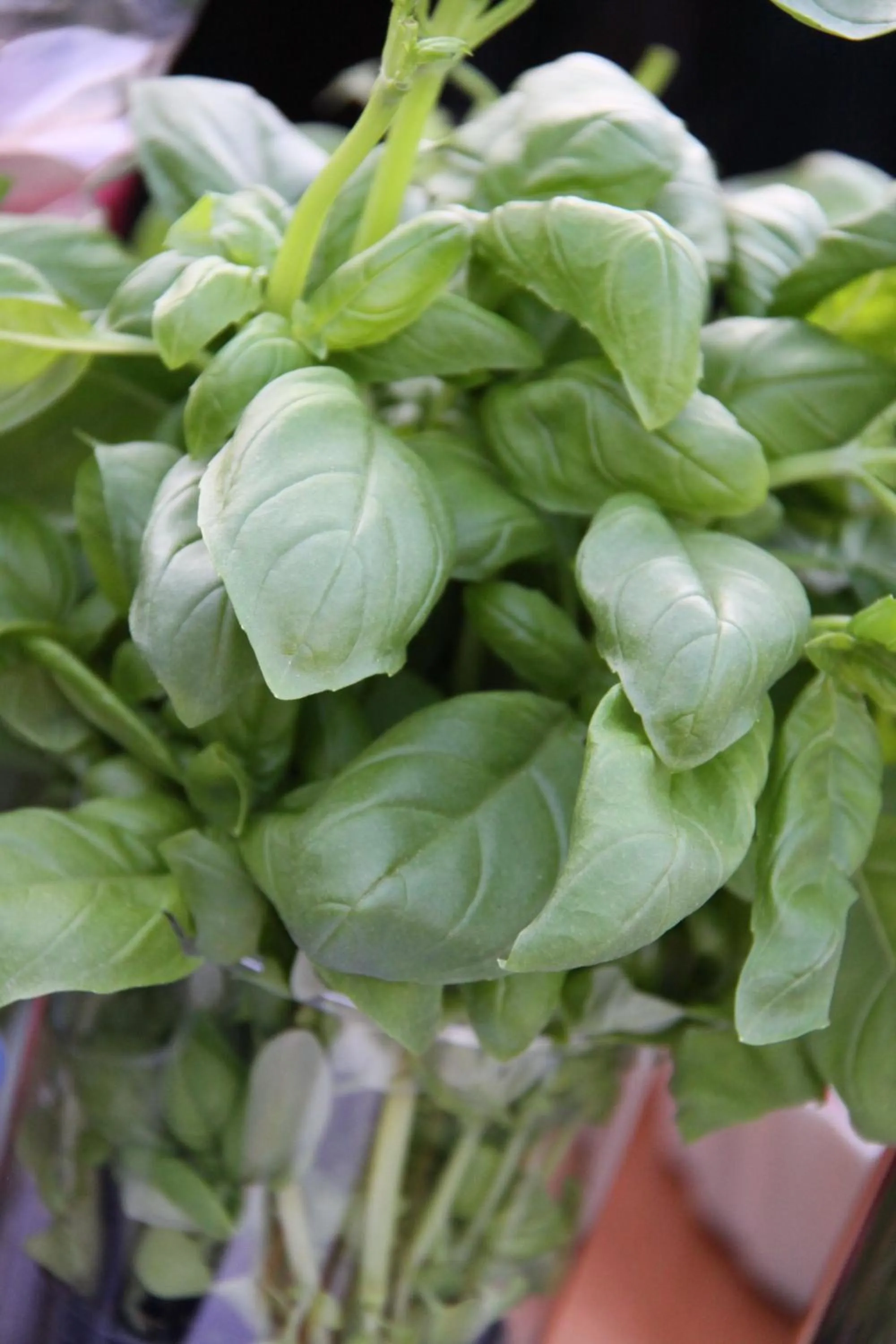 Food in Loimaan Seurahuone