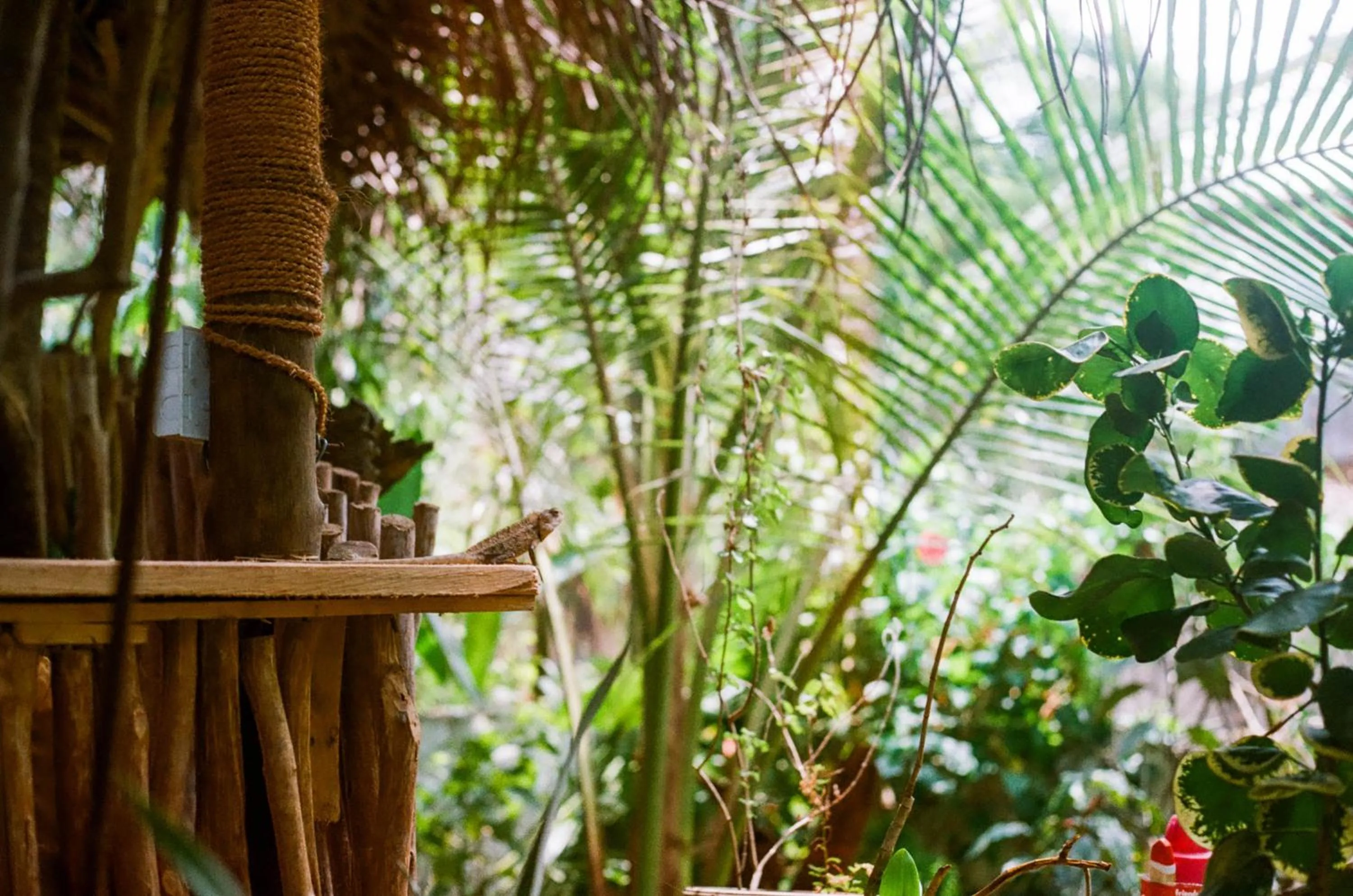 Nature Rex Hostel