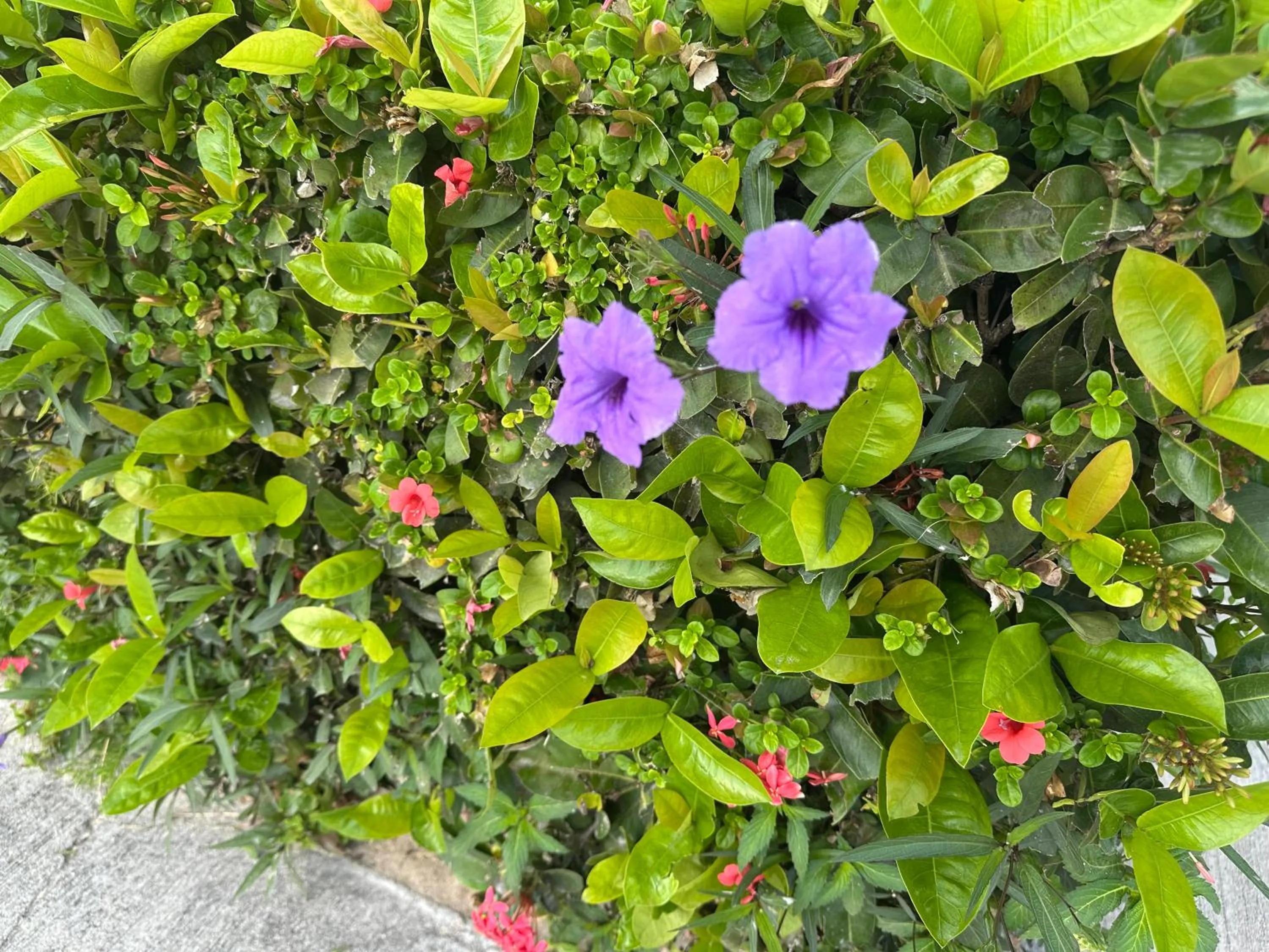 Garden in Secret Harbour Beach Resort