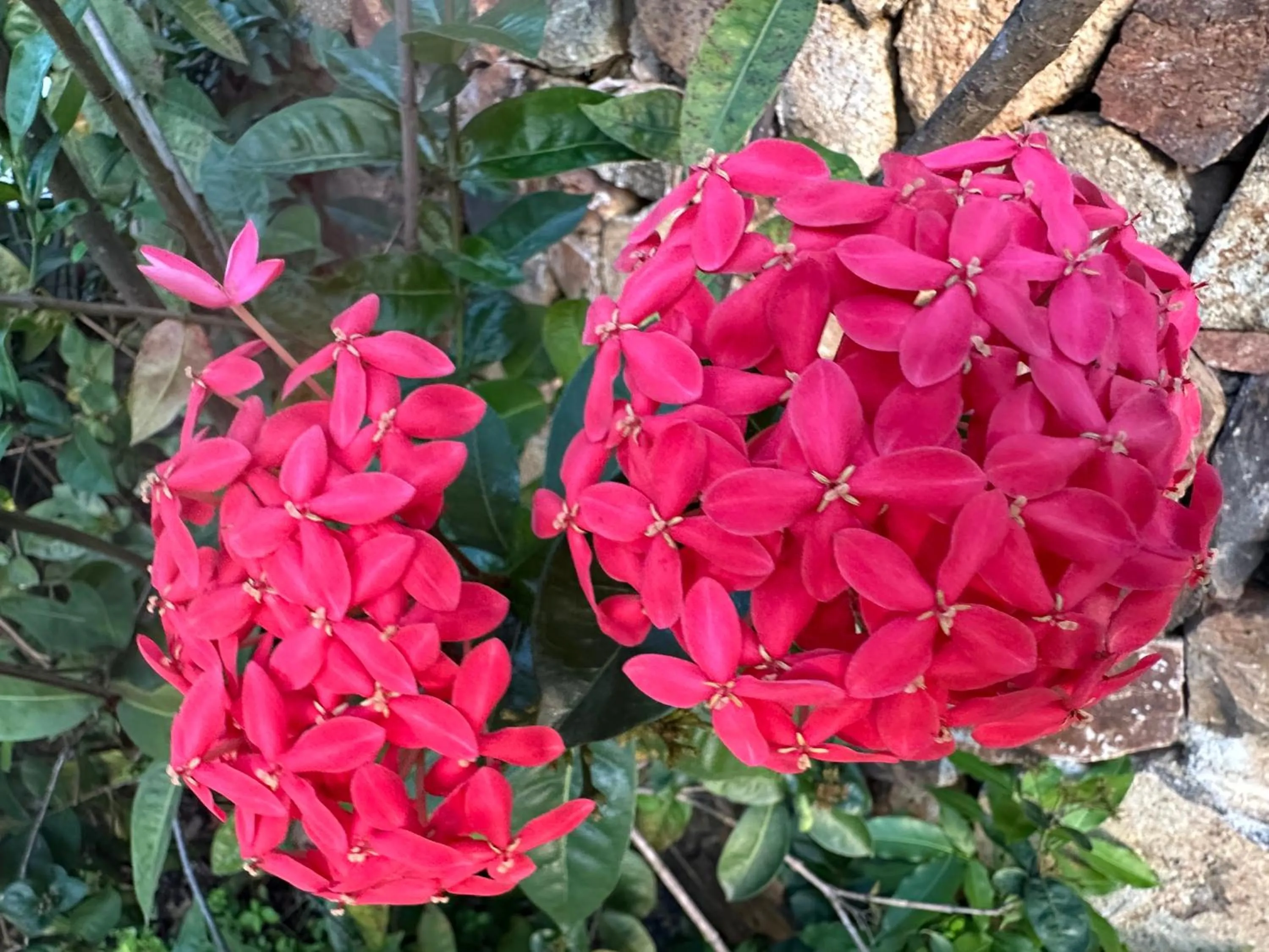 Garden in Secret Harbour Beach Resort