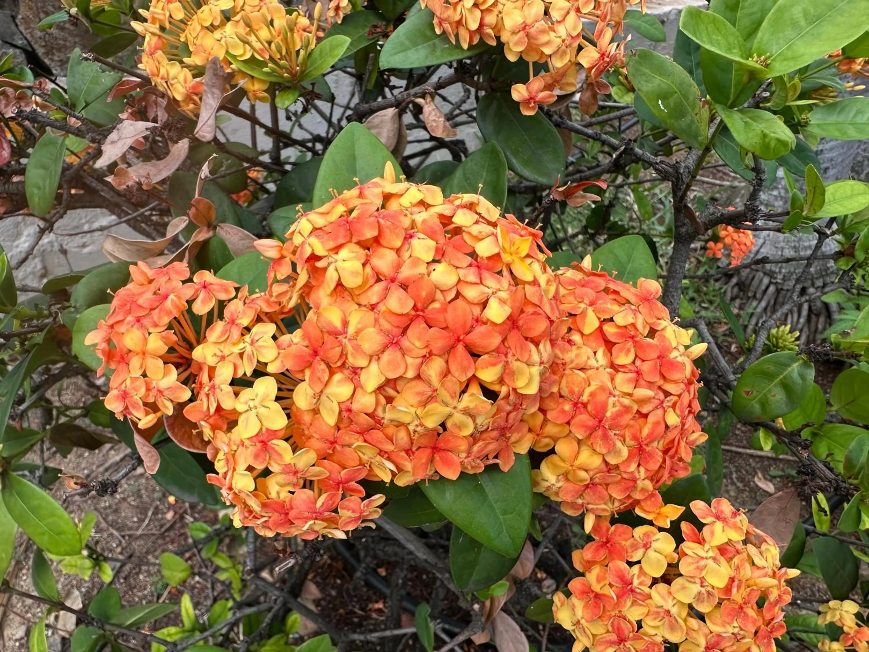 Garden in Secret Harbour Beach Resort