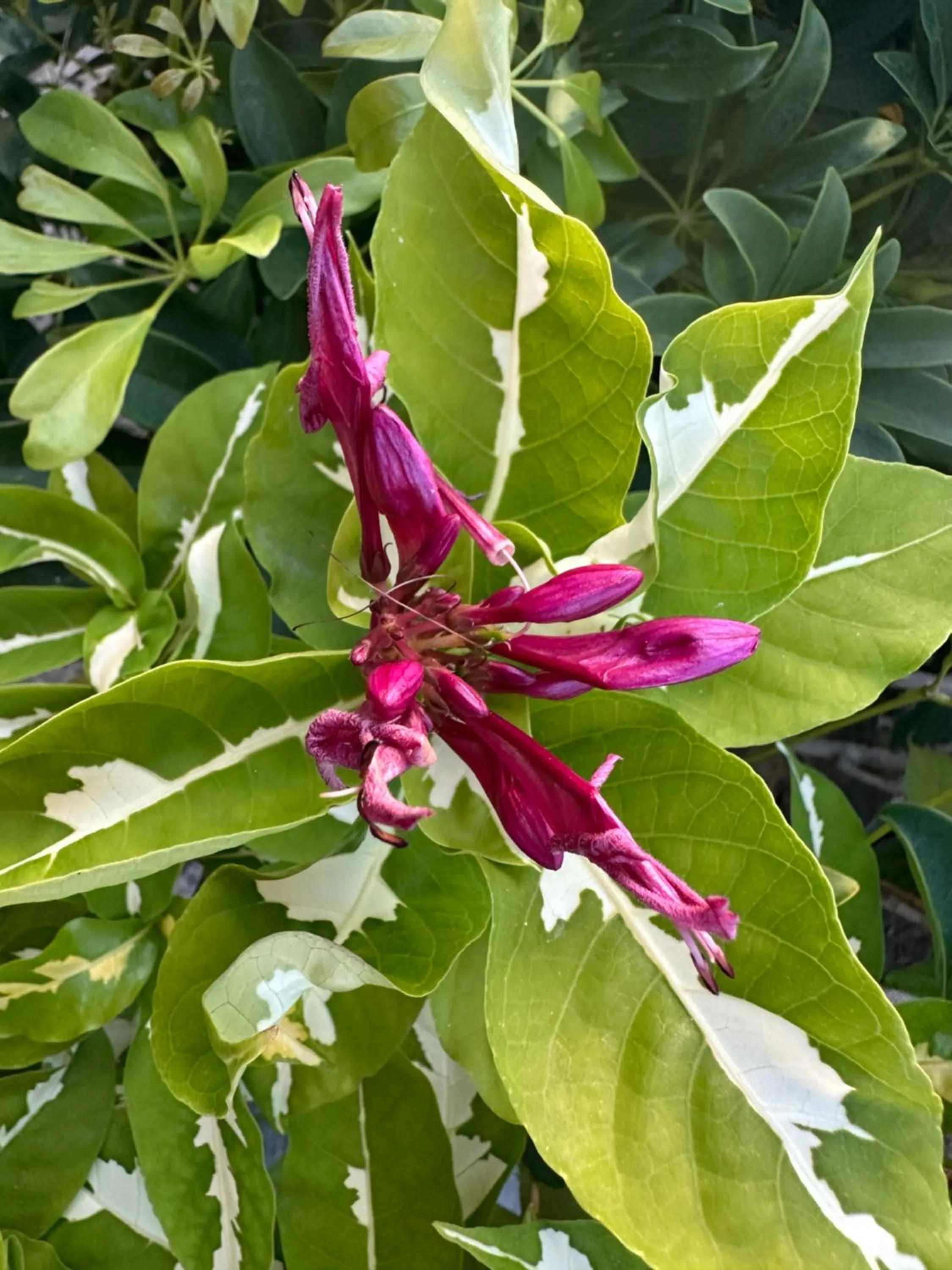 Garden in Secret Harbour Beach Resort