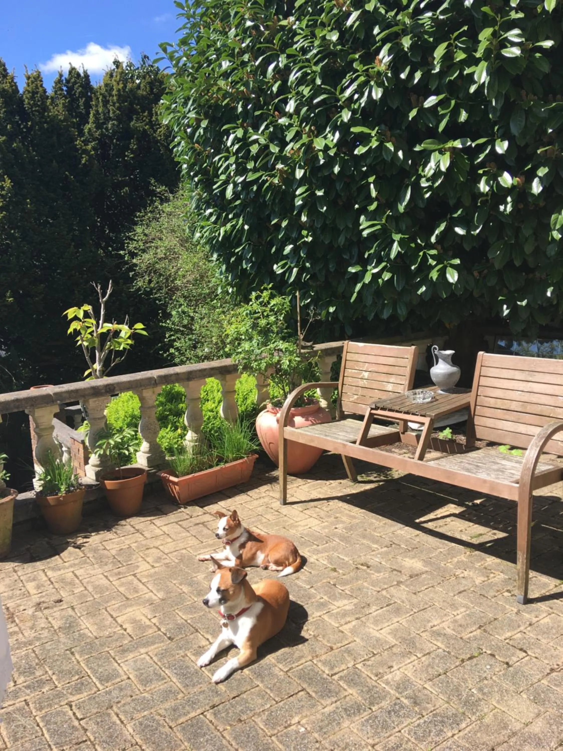 Pets in Wynberg House Bed & Breakfast Swansea