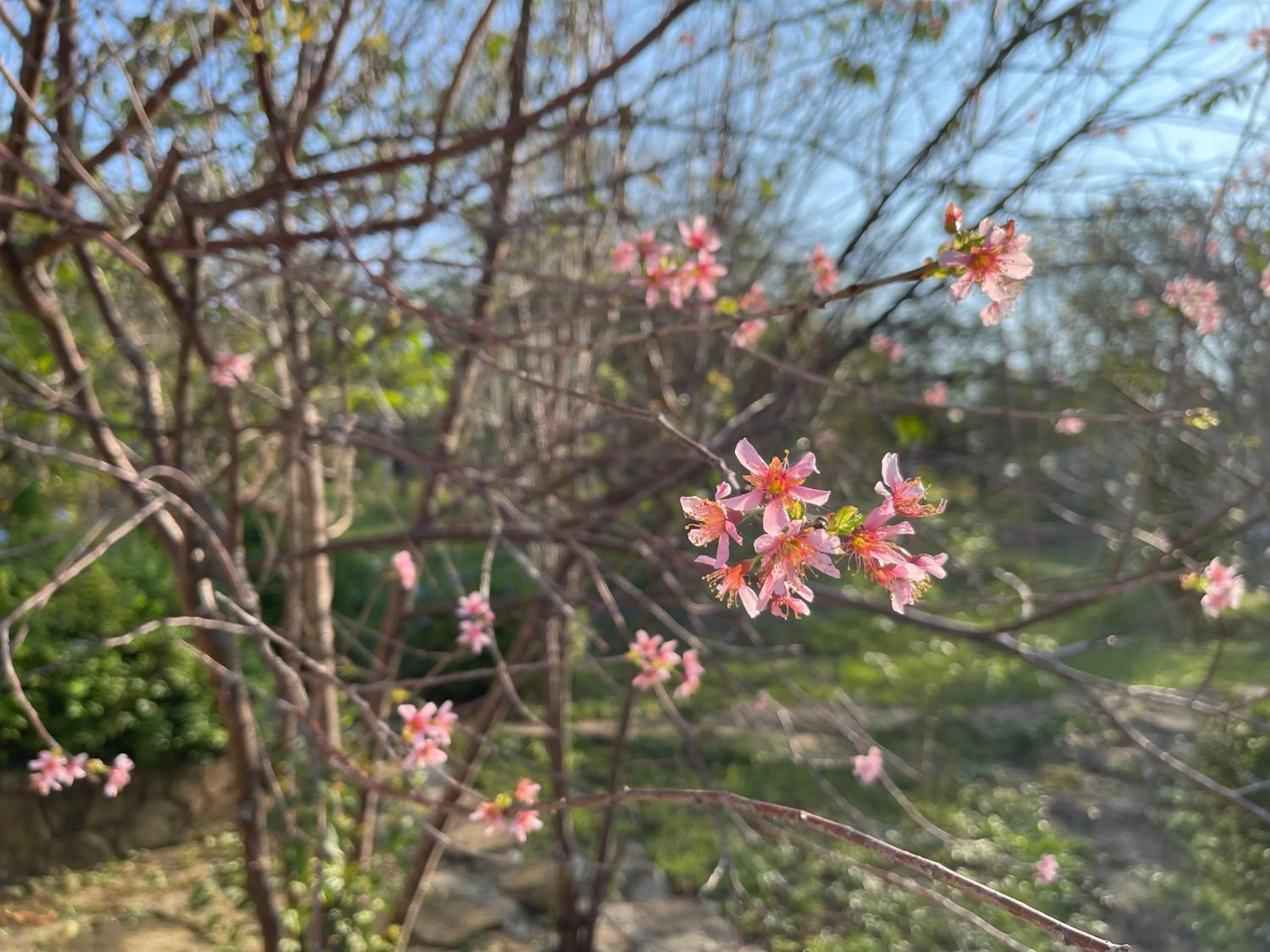 Garden in Cozycomo Nam Nao
