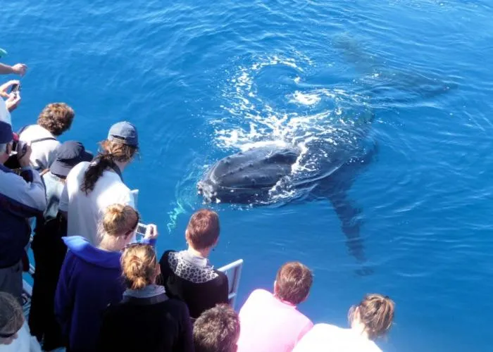 Animals in Santalina On Hervey Bay