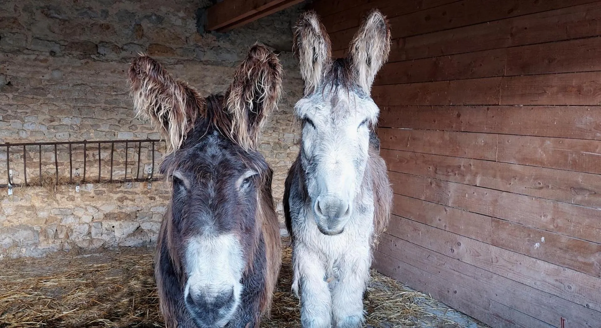 Pets in Les Pérelles