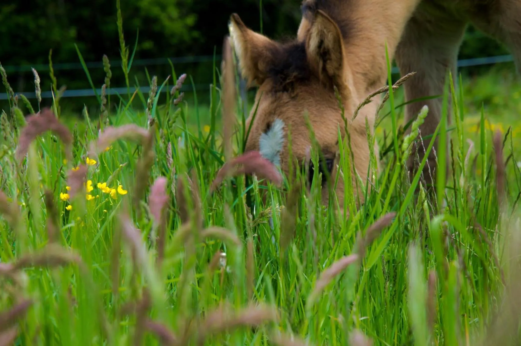 Animals in Ranch Marina