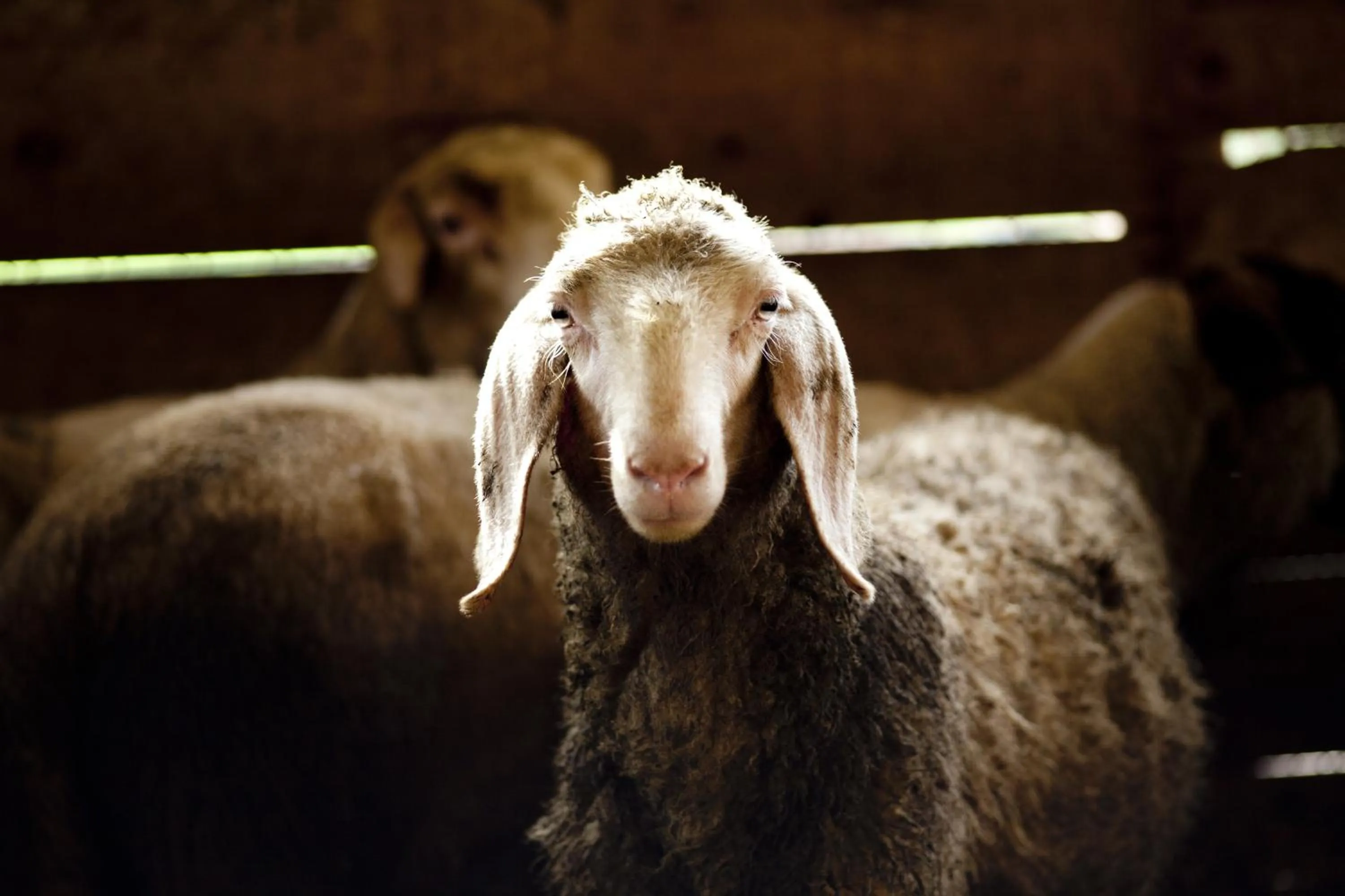 Animals in B&B Al Sole Di Cavessago