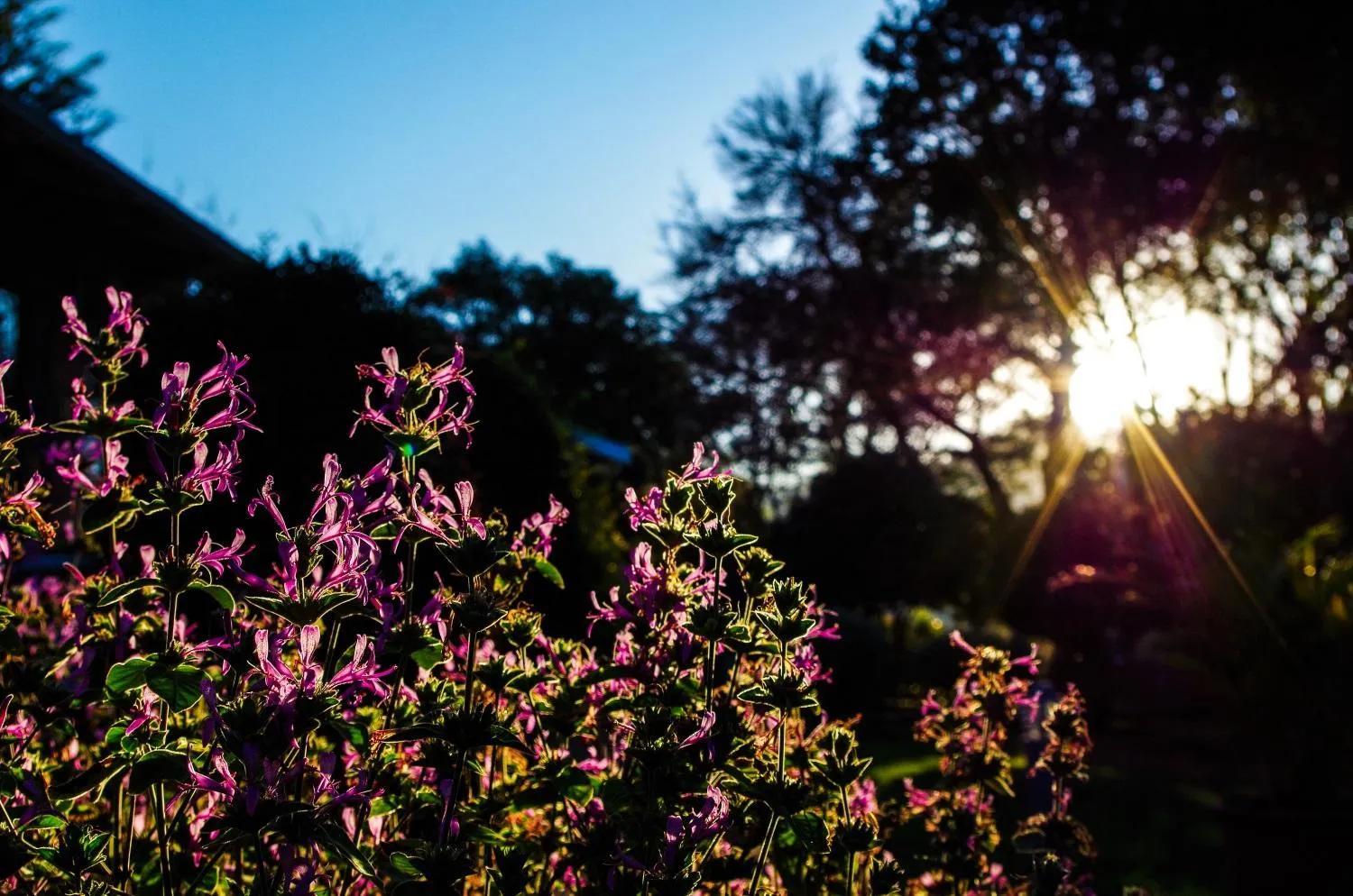 Garden in The Manderson Hotel and Conference Centre