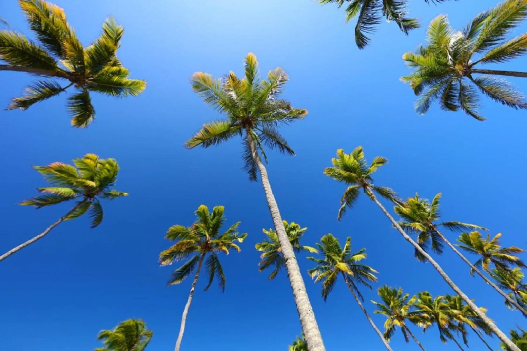 Garden in Pousada Xalés de Maracaípe