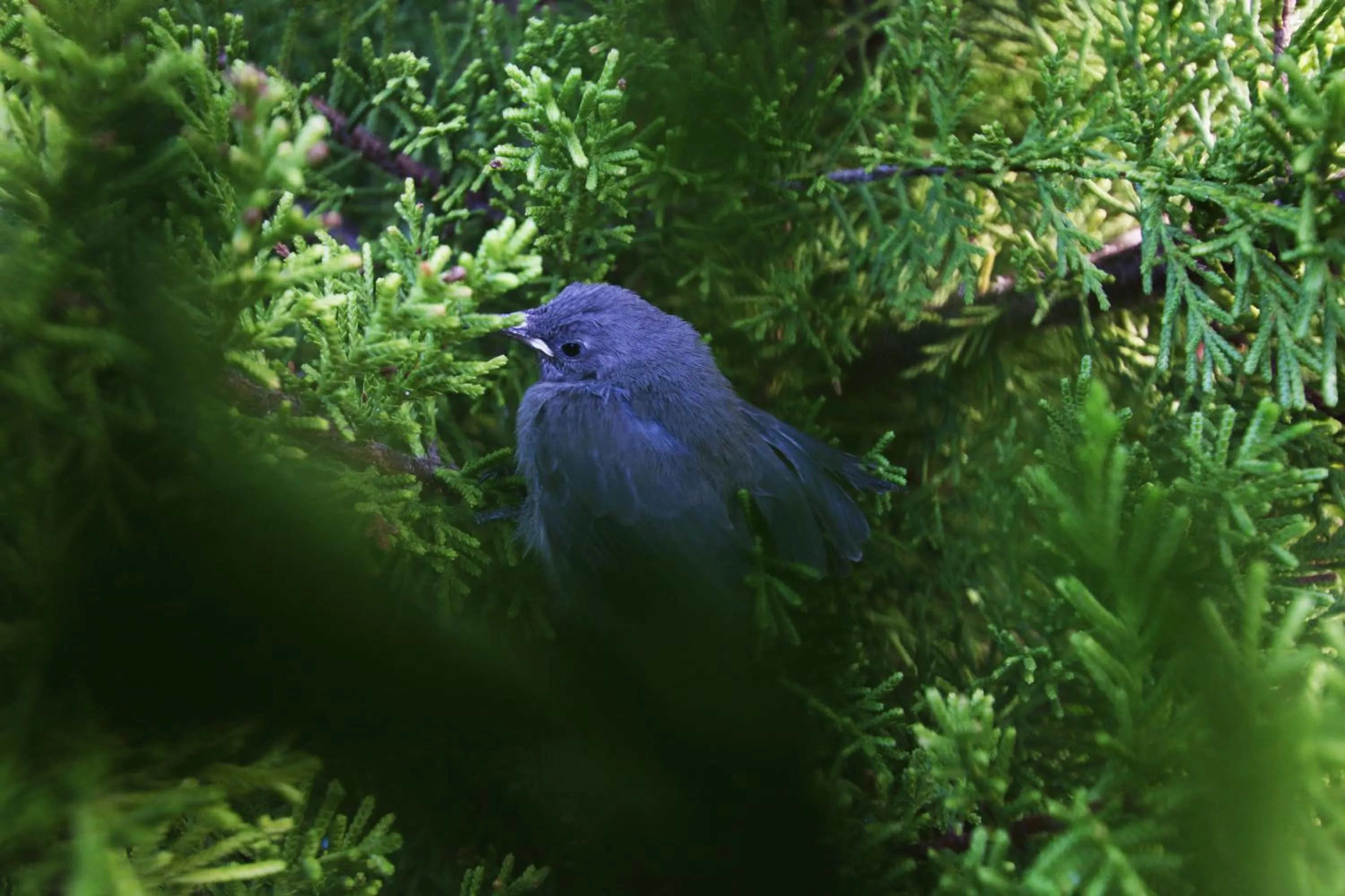 Garden in Paradiso Guesthouse & Self-catering Cottage