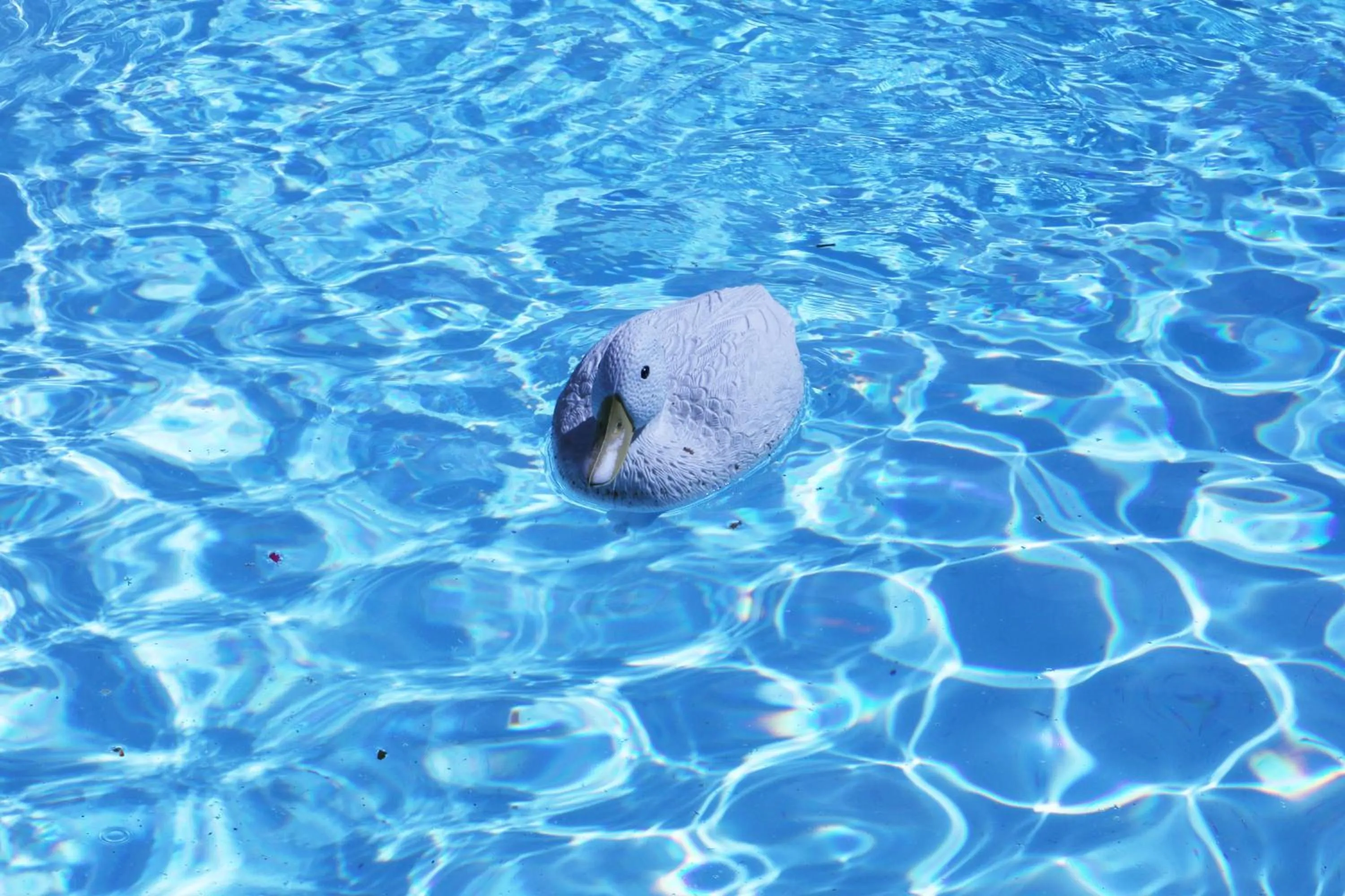 Swimming pool in Paradiso Guesthouse & Self-catering Cottage
