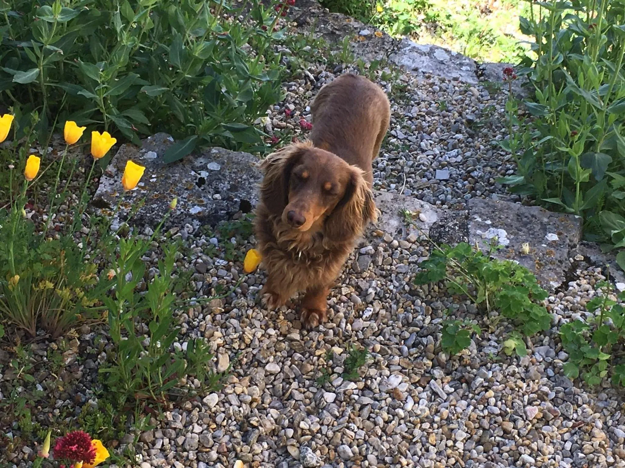 Pets in Pérard Chambres D’Hotes