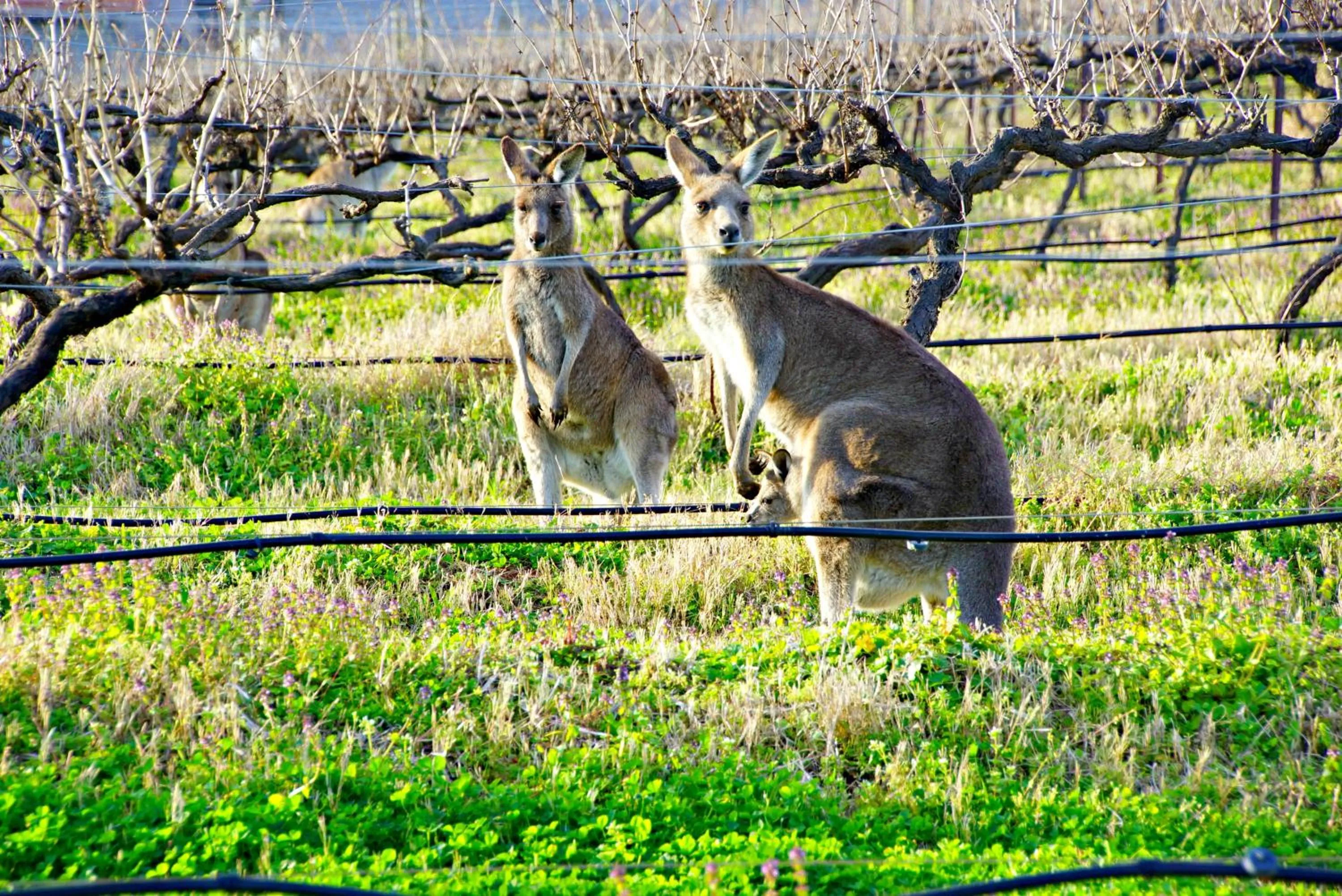 Animals in Manzanilla Ridge