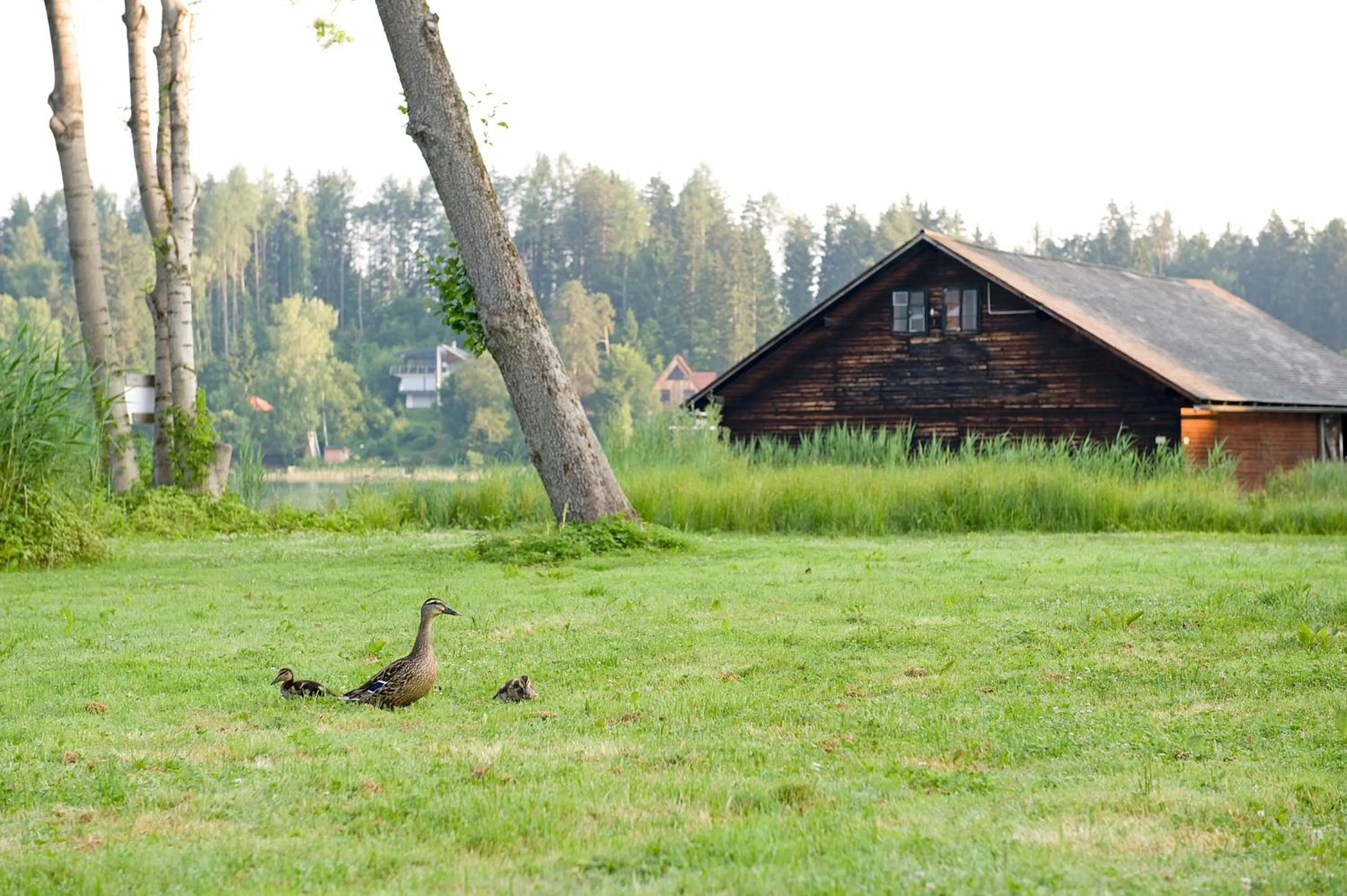 View (from property/room) in Inselhotel Faakersee