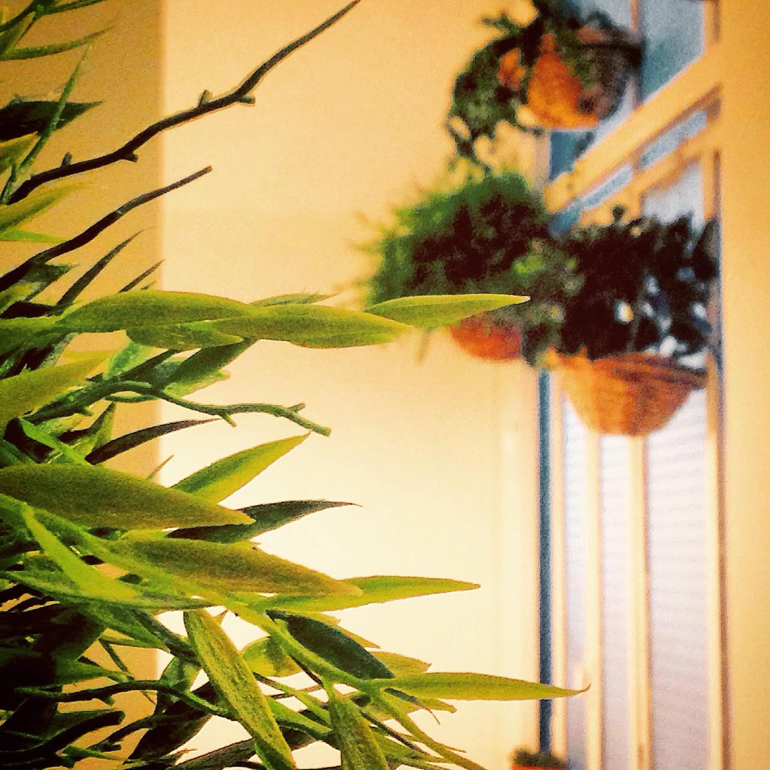 Decorative detail in Casa mia