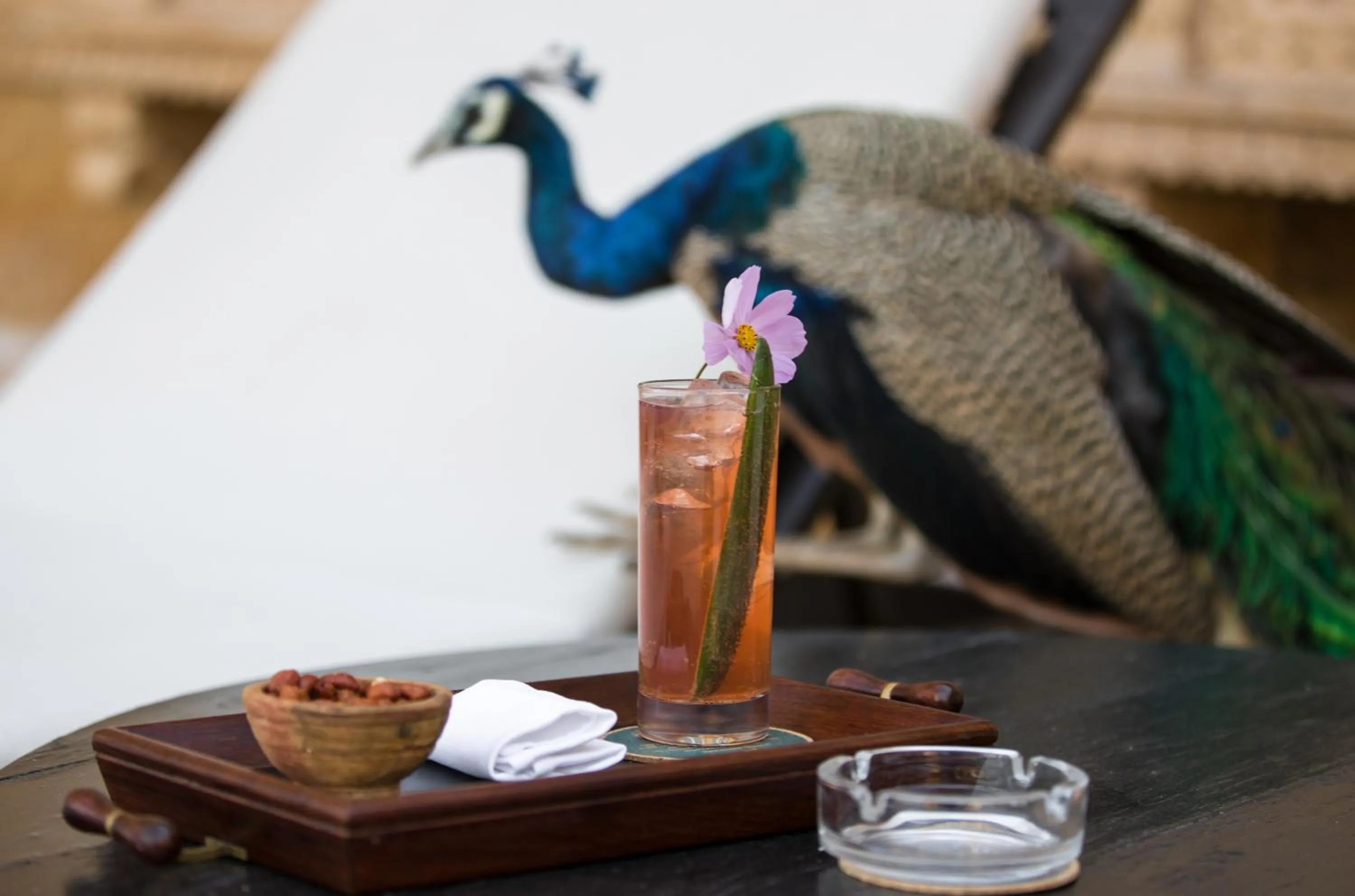 Food and drinks in Suryagarh Jaisalmer