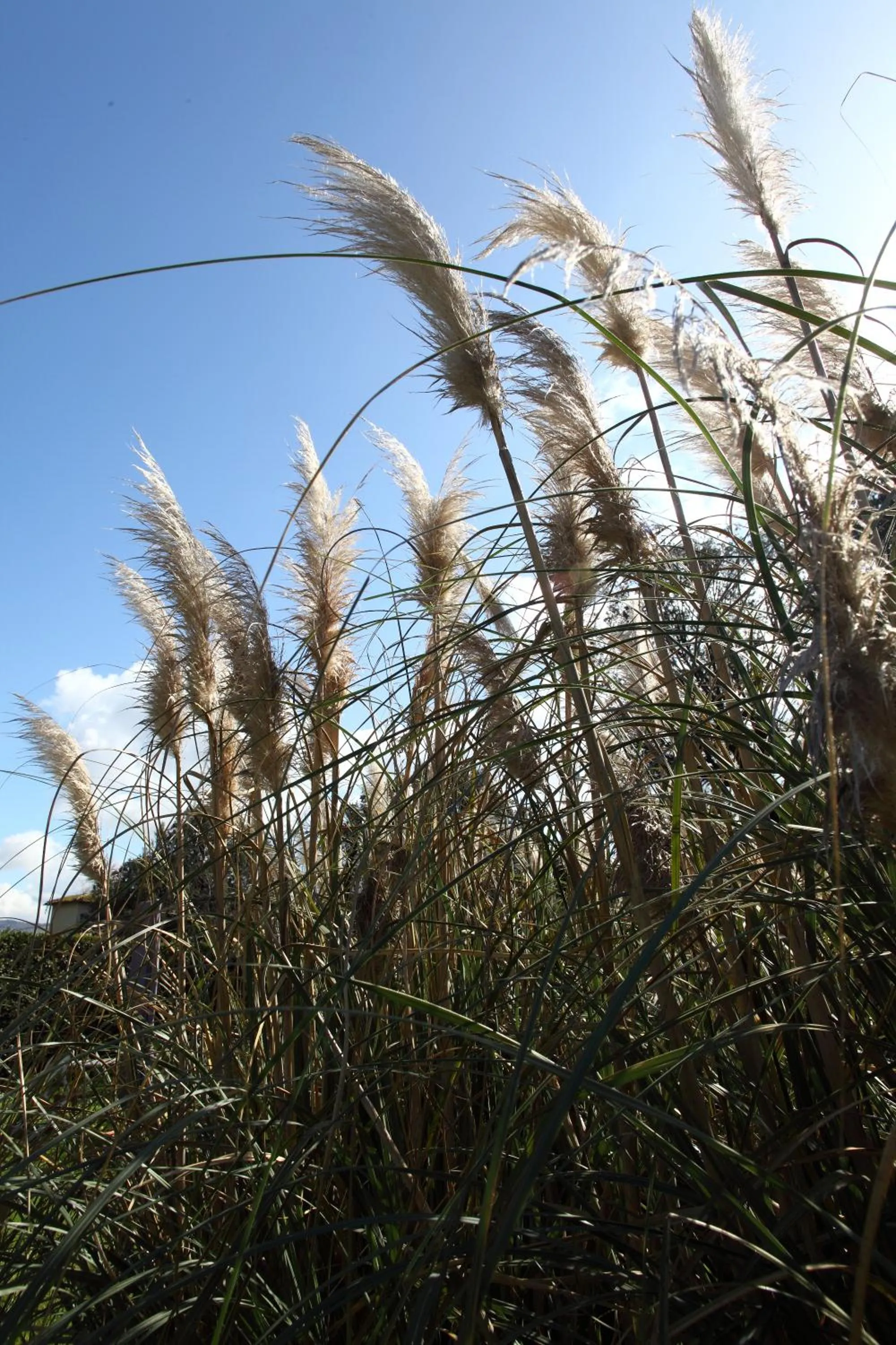 Garden in Rovezzano B&B