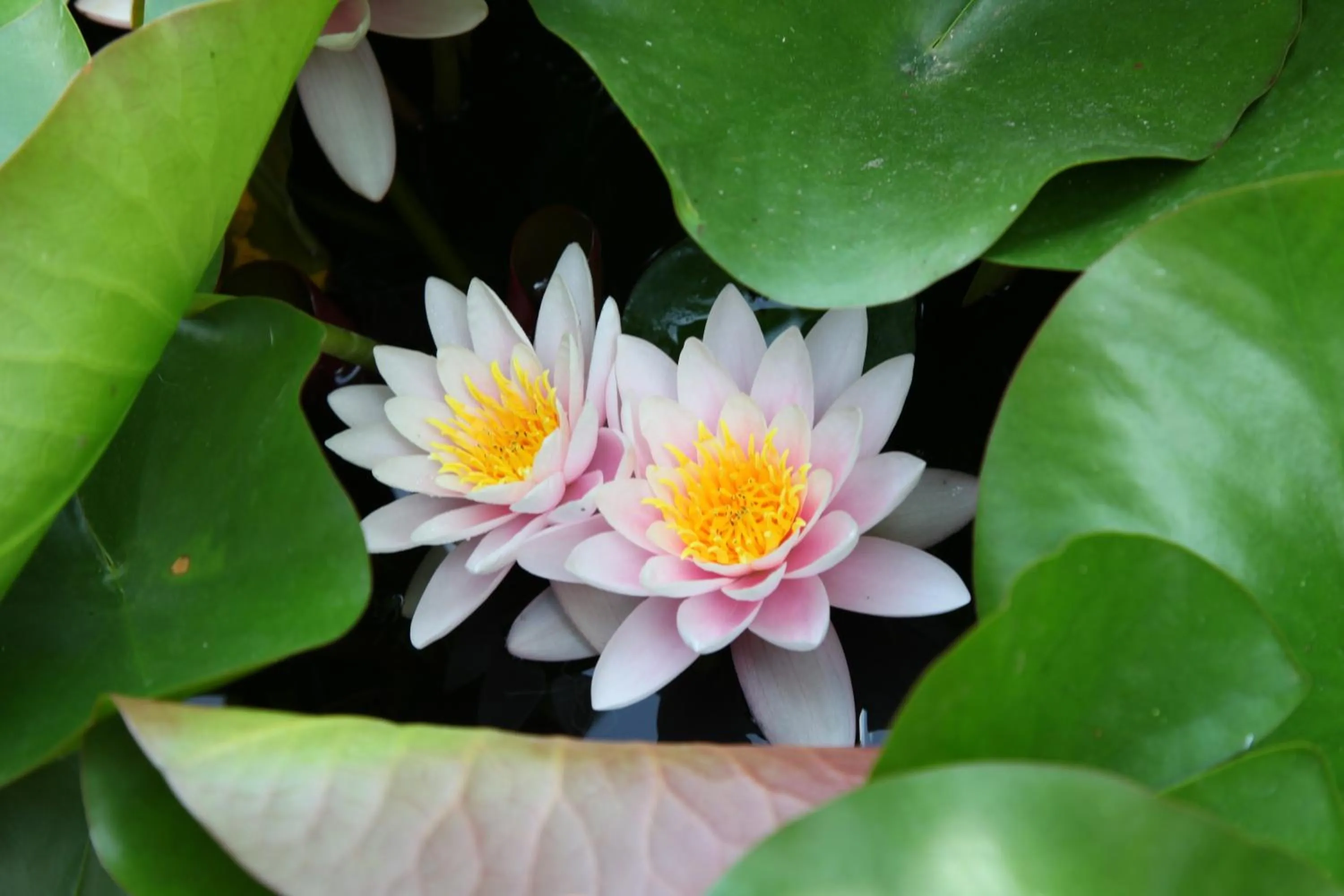 Garden in Rovezzano B&B