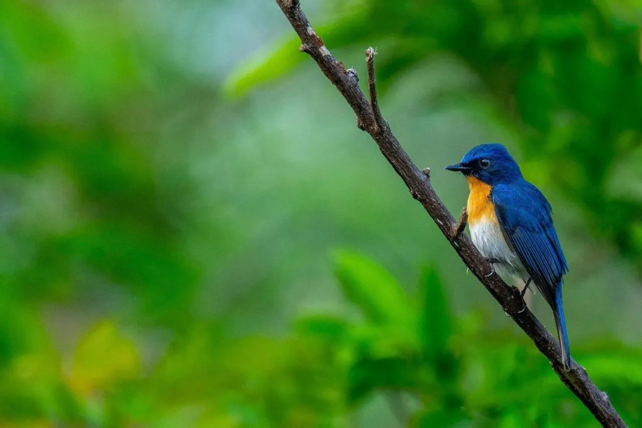 Property building in 7 Pines Kasauli