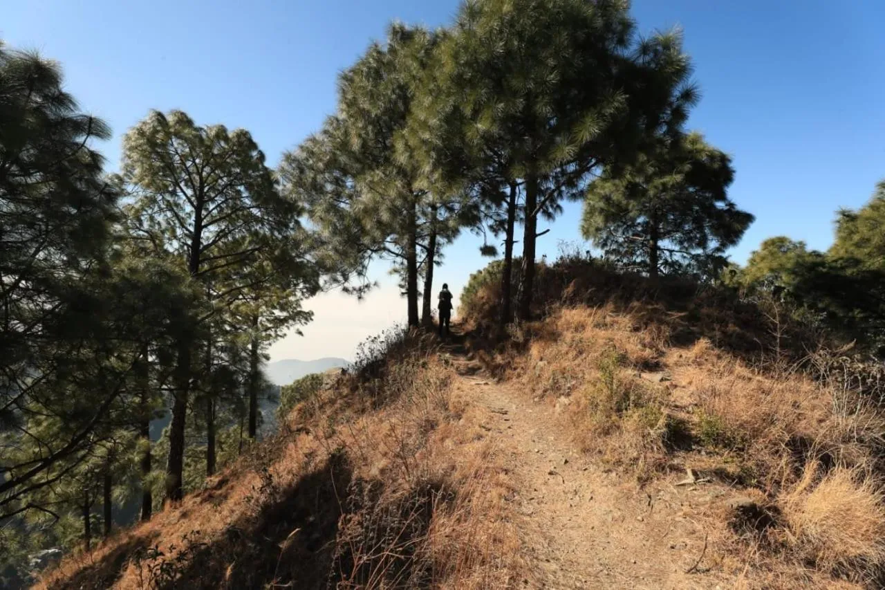 Property building in 7 Pines Kasauli