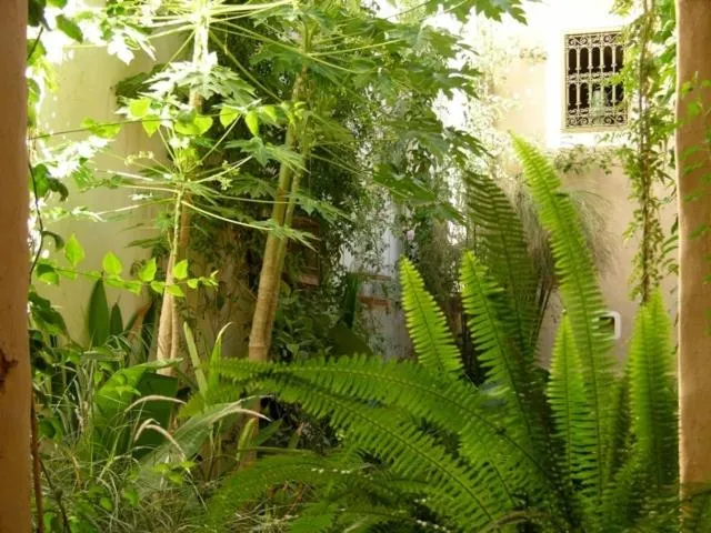 Dar Zahia