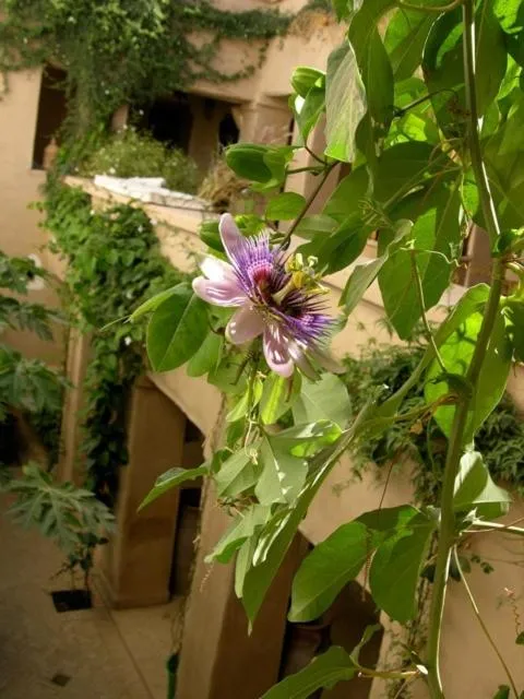Dar Zahia