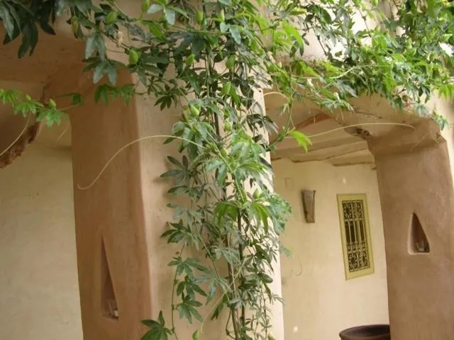 Dar Zahia
