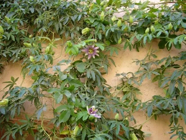 Dar Zahia