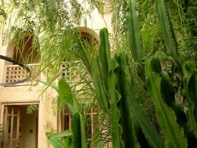 Dar Zahia