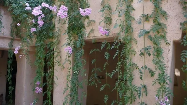 Dar Zahia