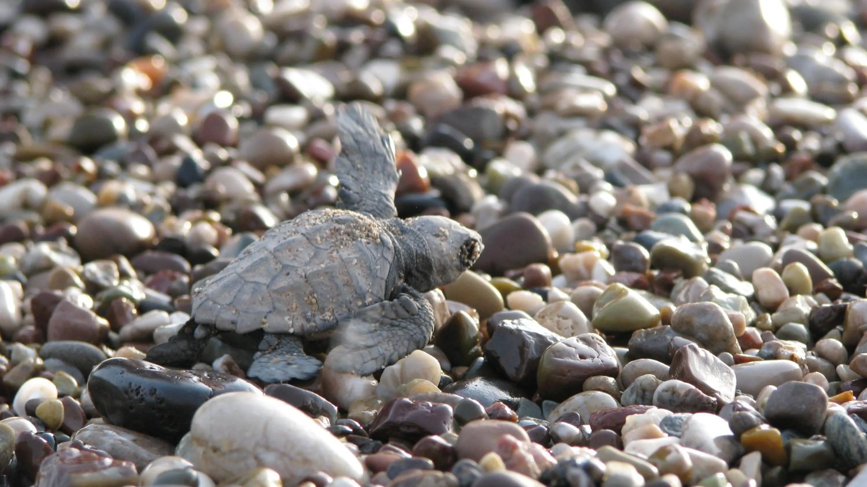 Animals in Caretta Caretta Pension