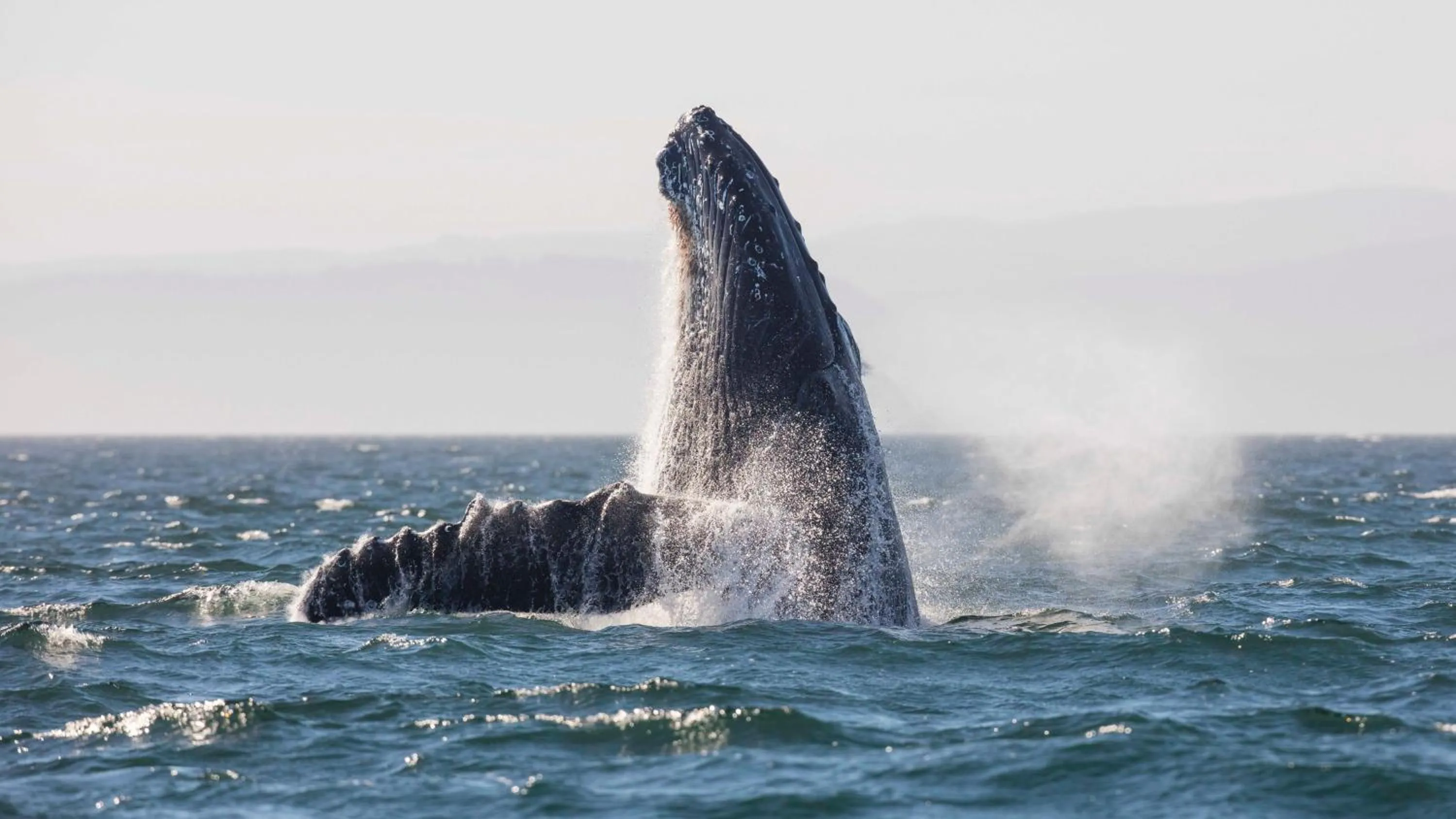 Activities in Dashwood Manor Seaside Bed & Breakfast