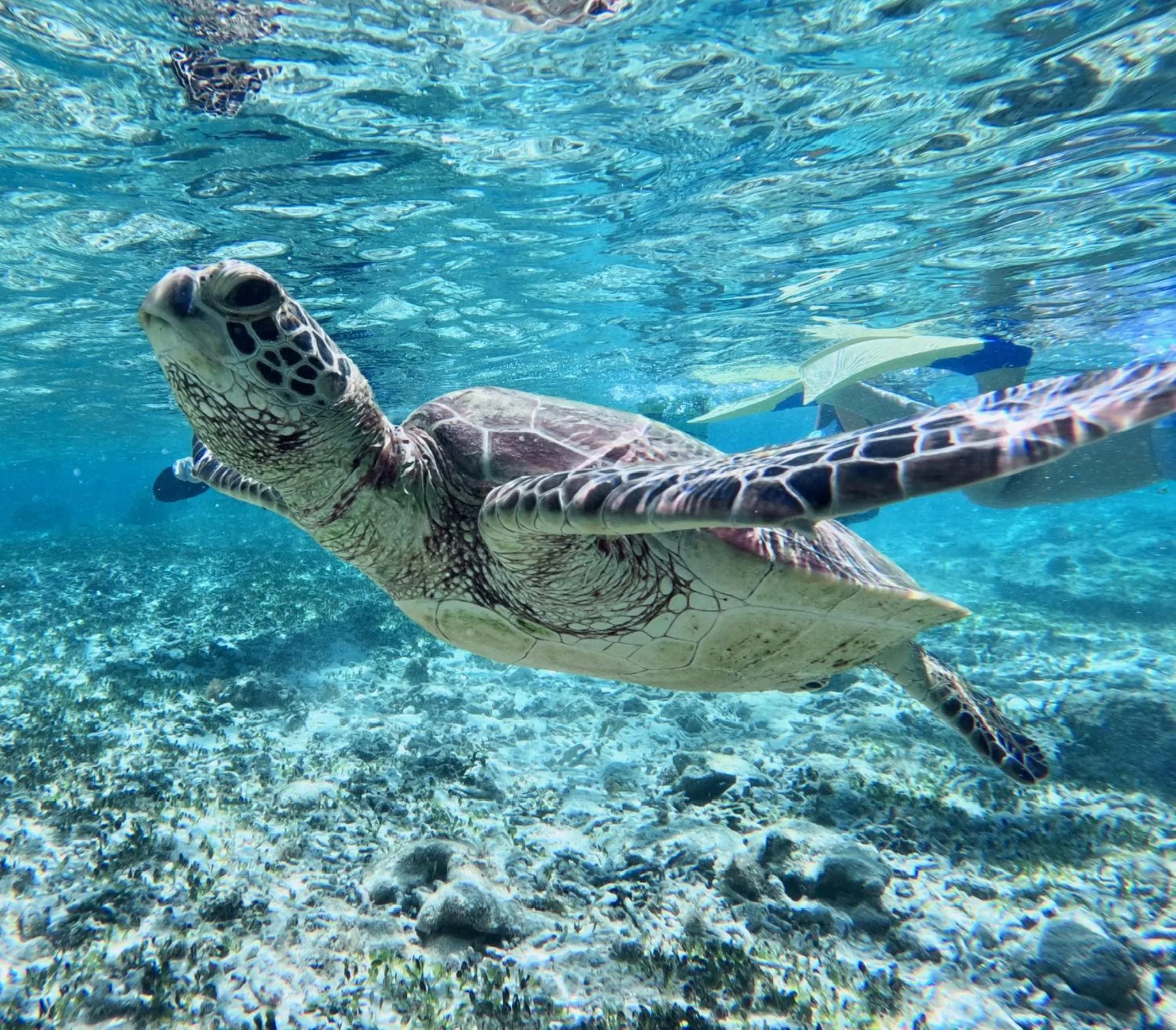 Diving in Coral Palms