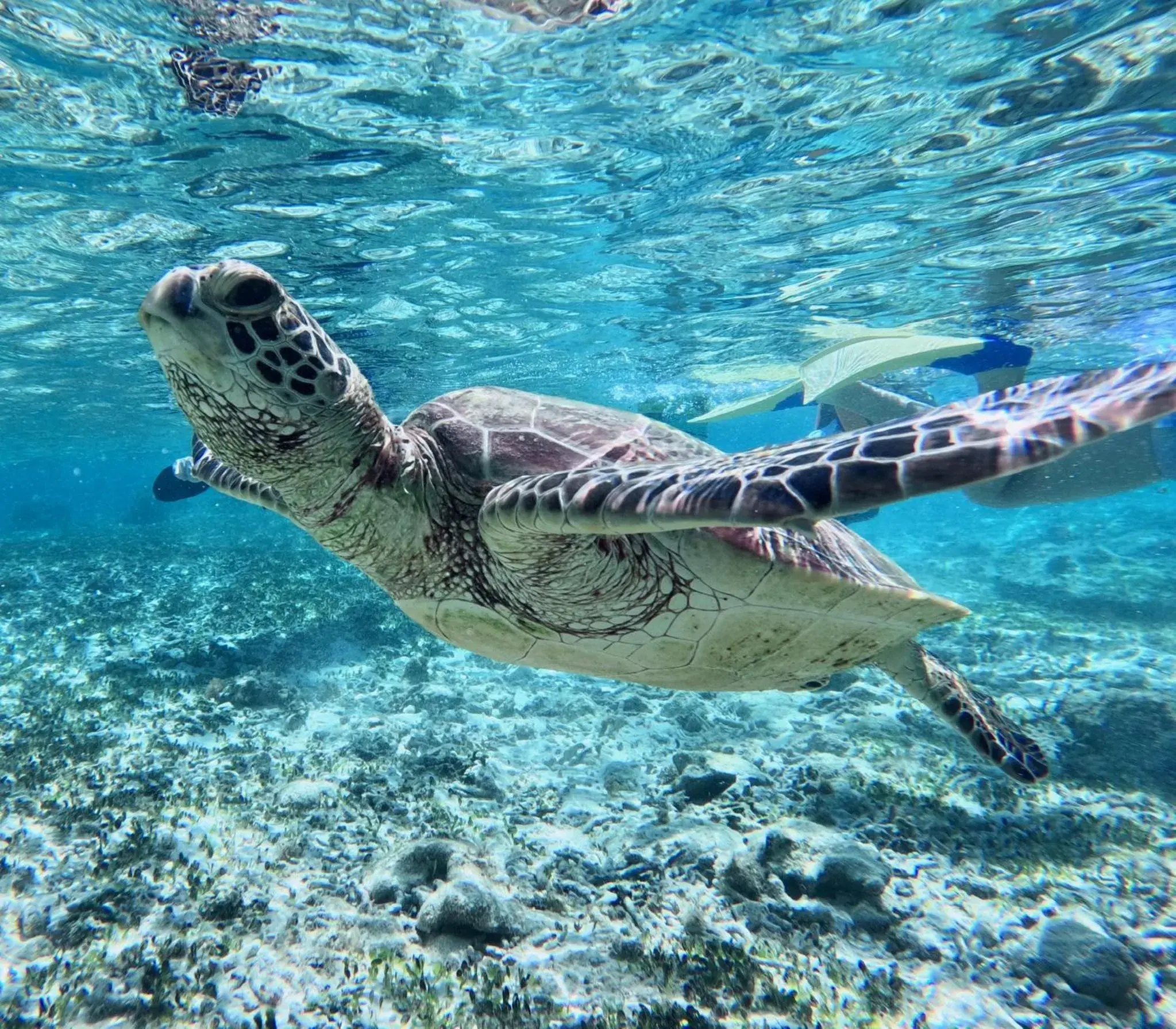 Coral Palms Coral Palms