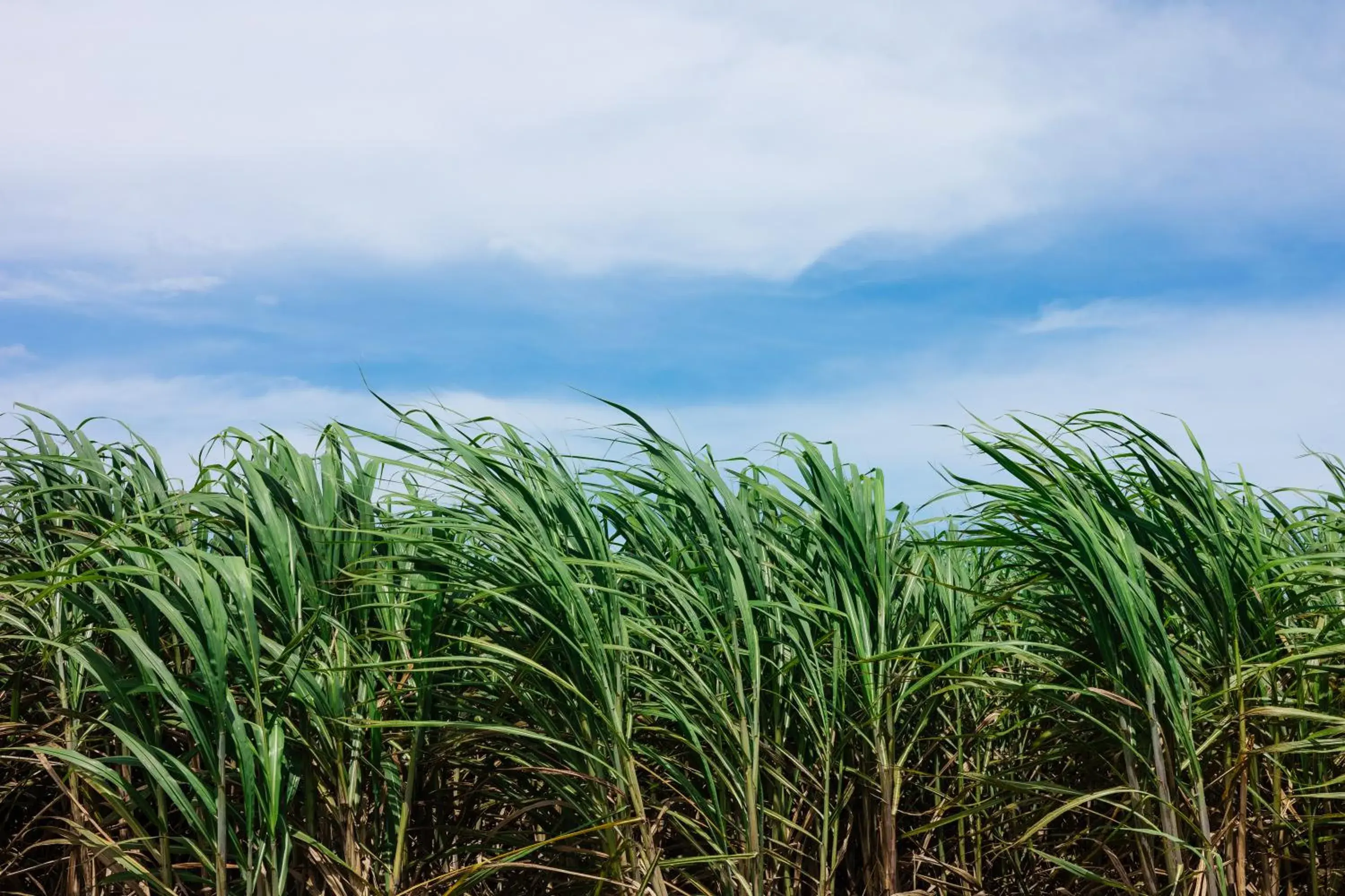 Coral Palms Coral Palms