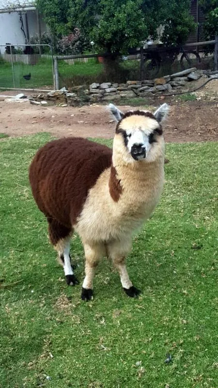 Breede River Holiday Farm Malgas