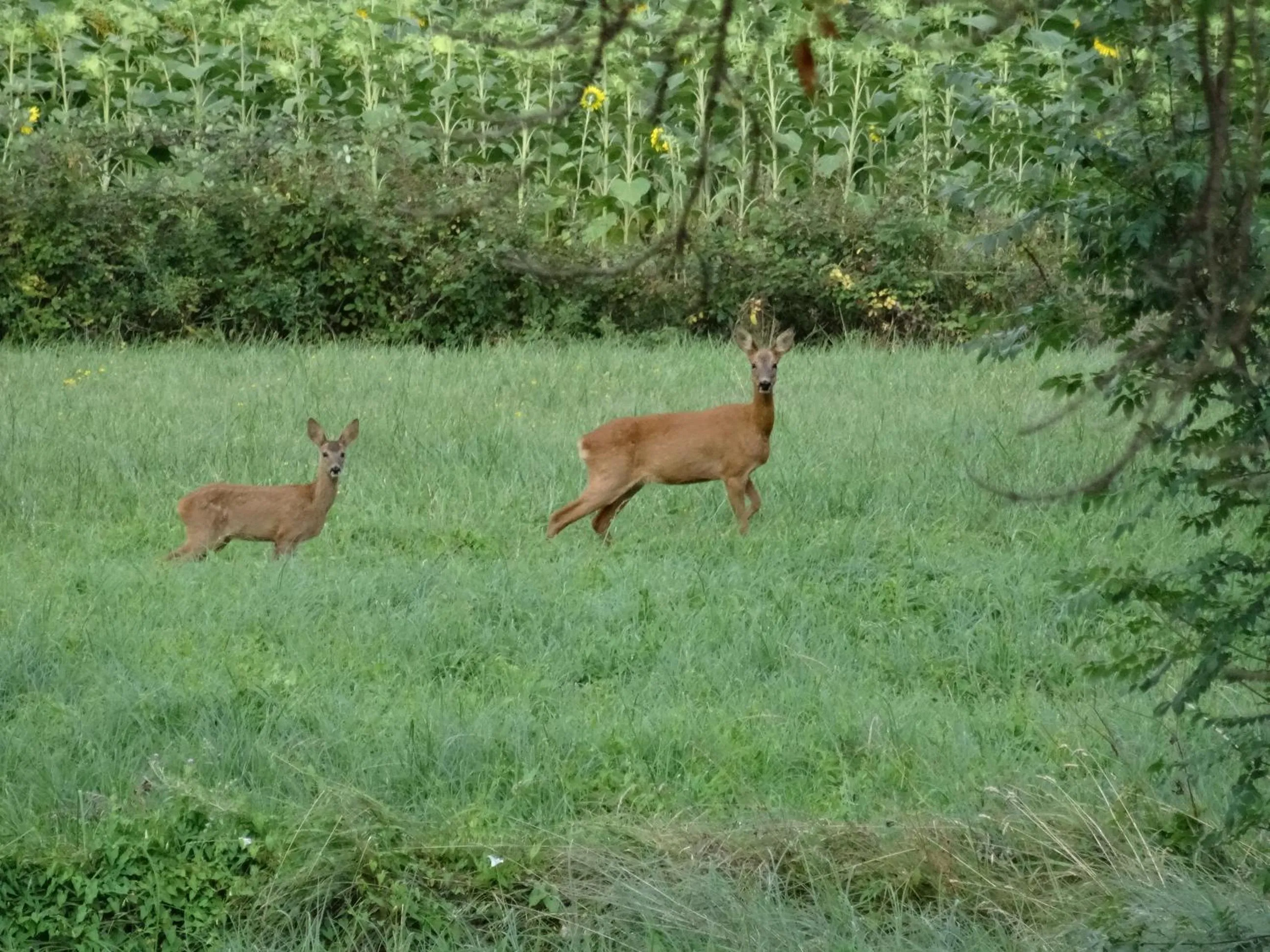 Chambres d'hôtes Le Muguet