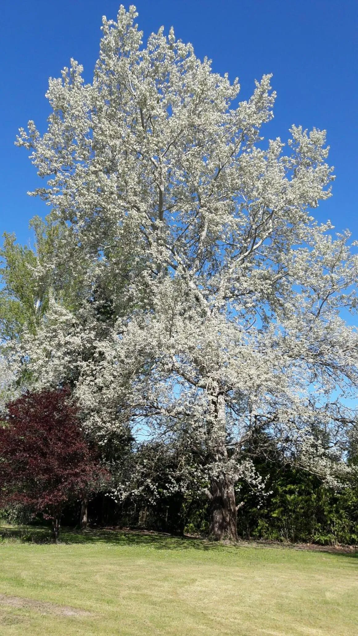 Garden in Chambres d'hôtes Le Muguet