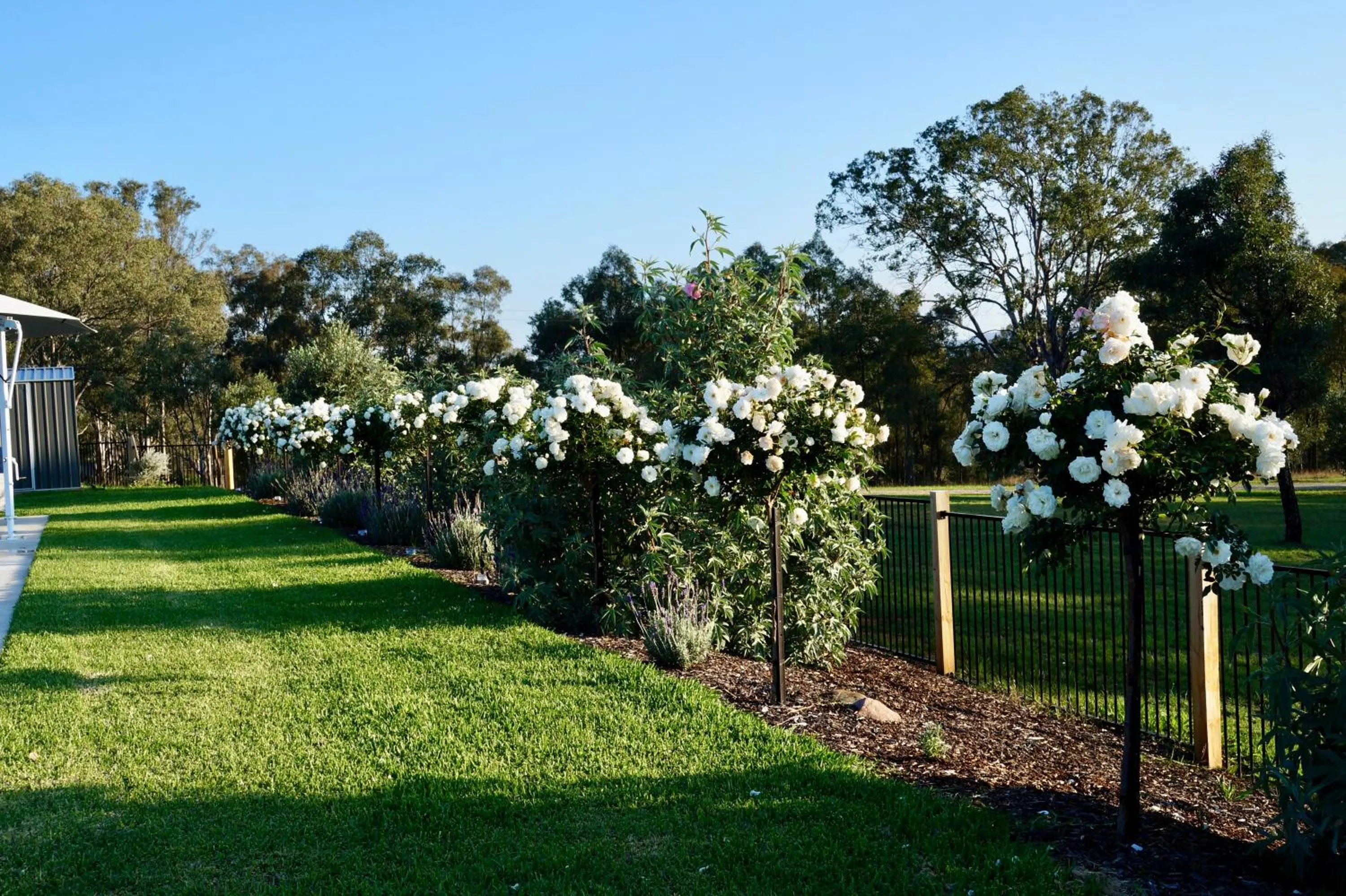 Garden in Beltana Villas