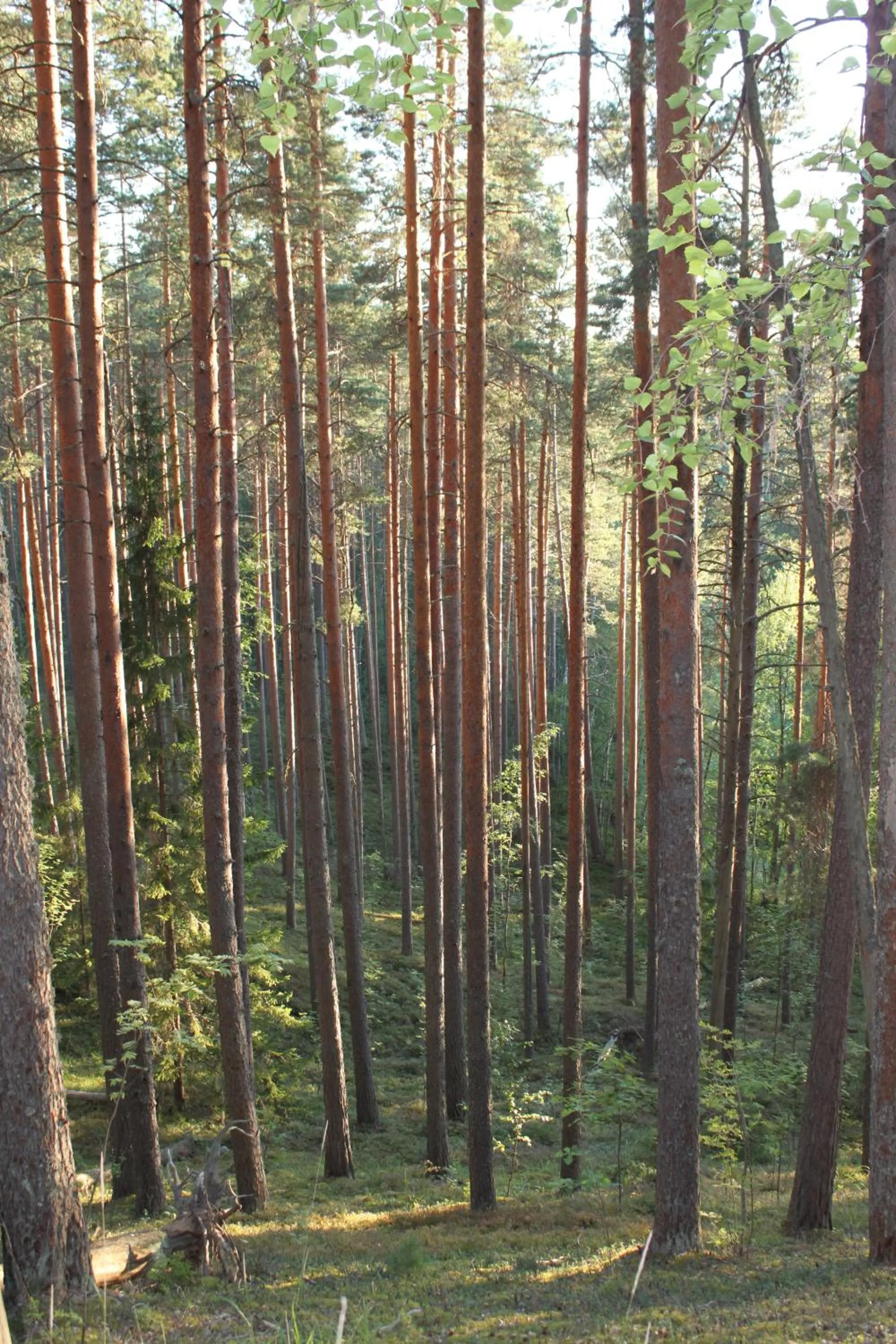 View (from property/room) in Hotel Kruunupuisto
