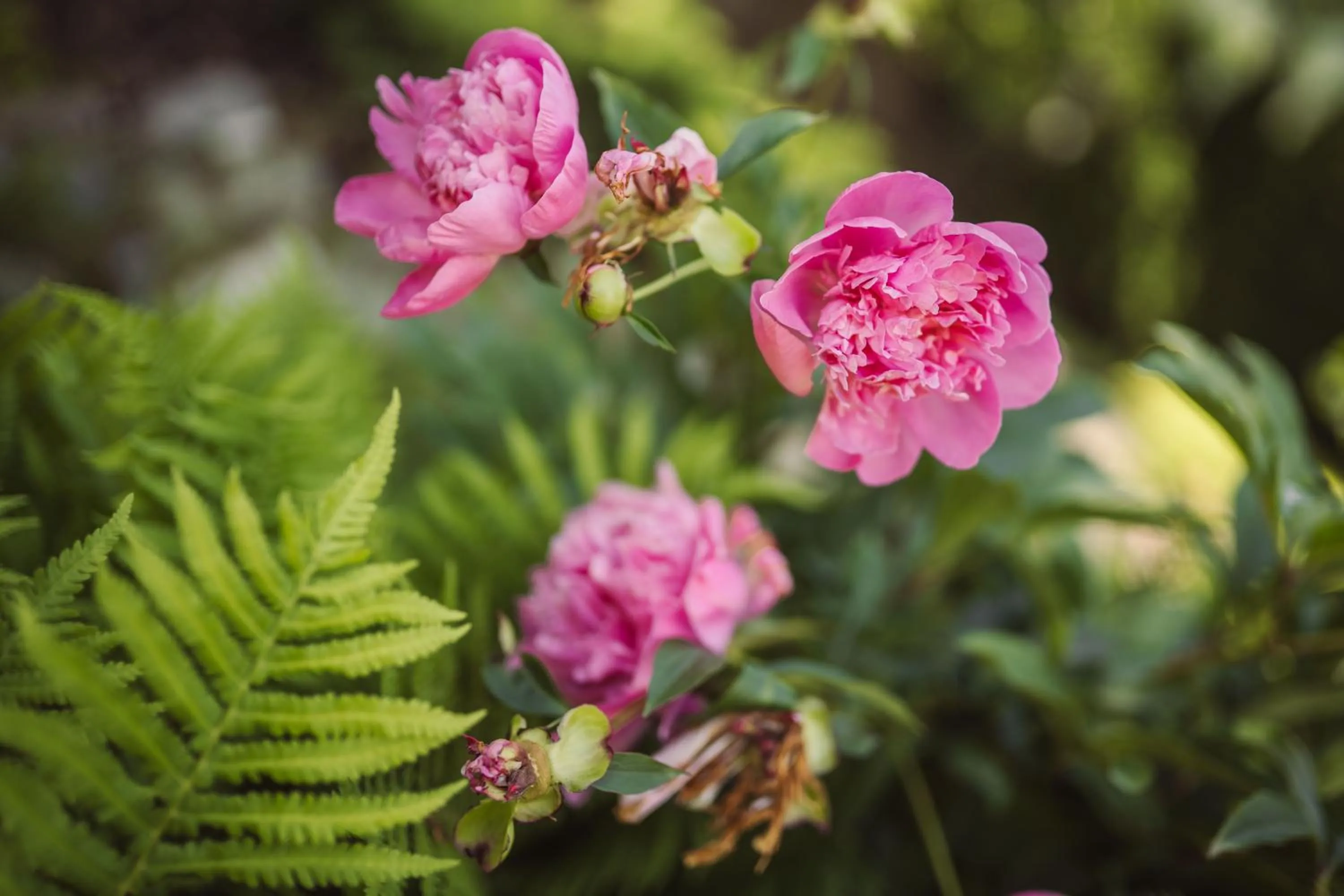 Garden in Arthotel Gratschwirt