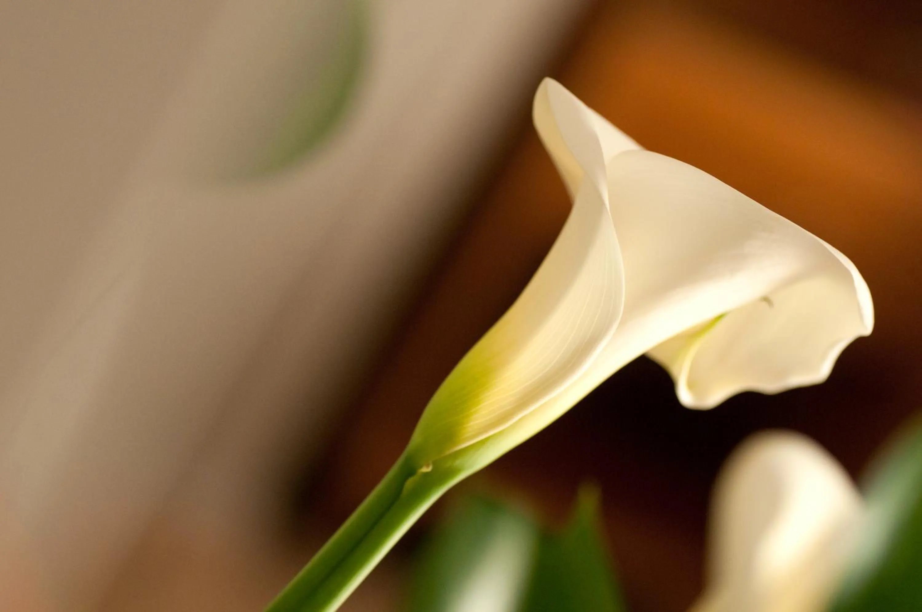 Decorative detail in Hotel Delfini