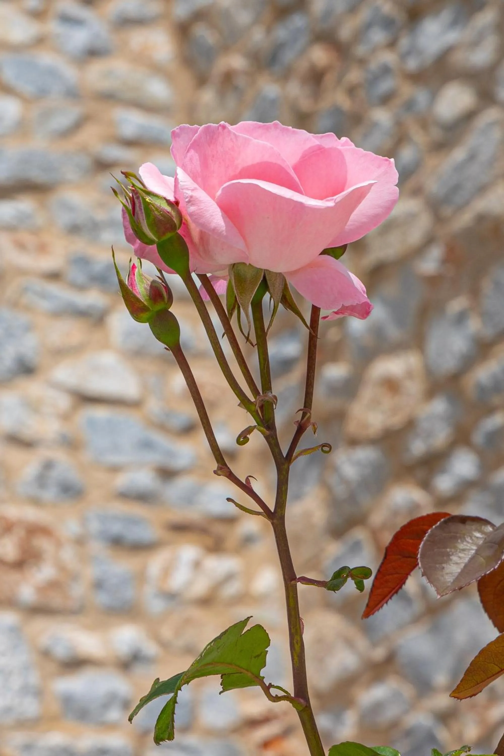 Garden in Castello Antico Hotel