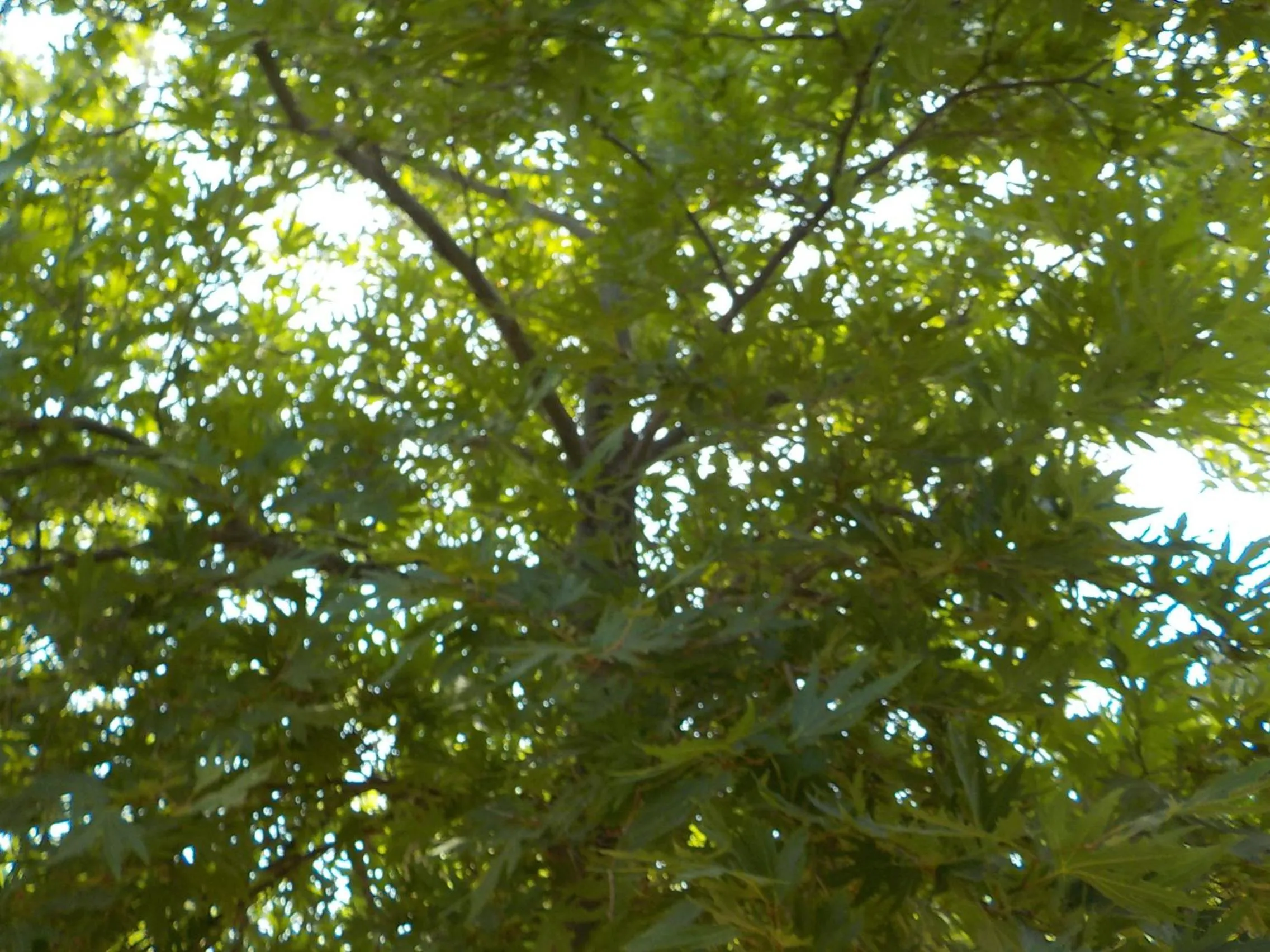 Garden in Mandorla Apartments